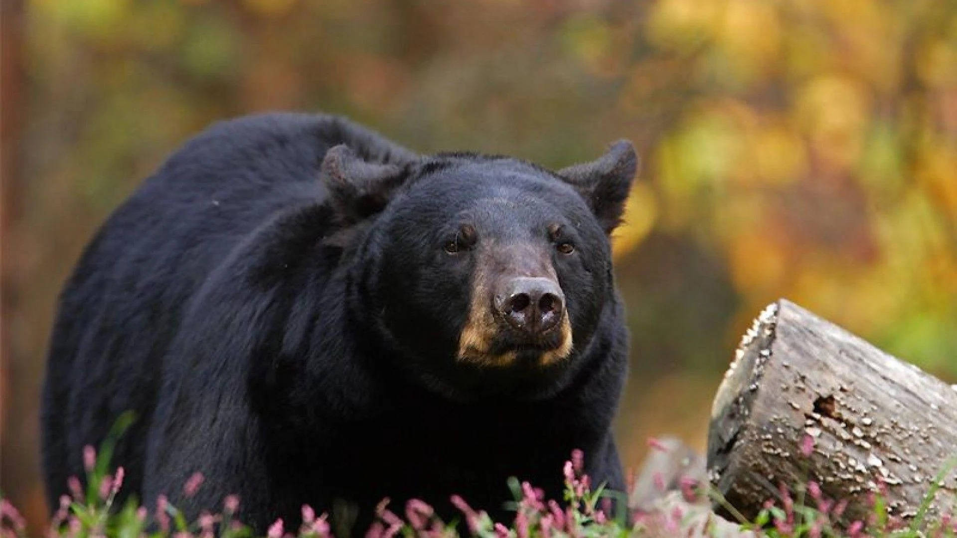 Black Bear, autumn foliage, pink flowers, Full HD Desktop Wallpaper