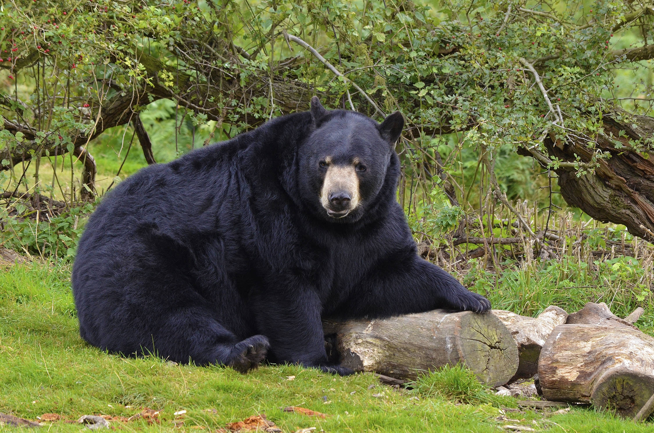 Black Bear, log, grass, Full HD Desktop Wallpaper