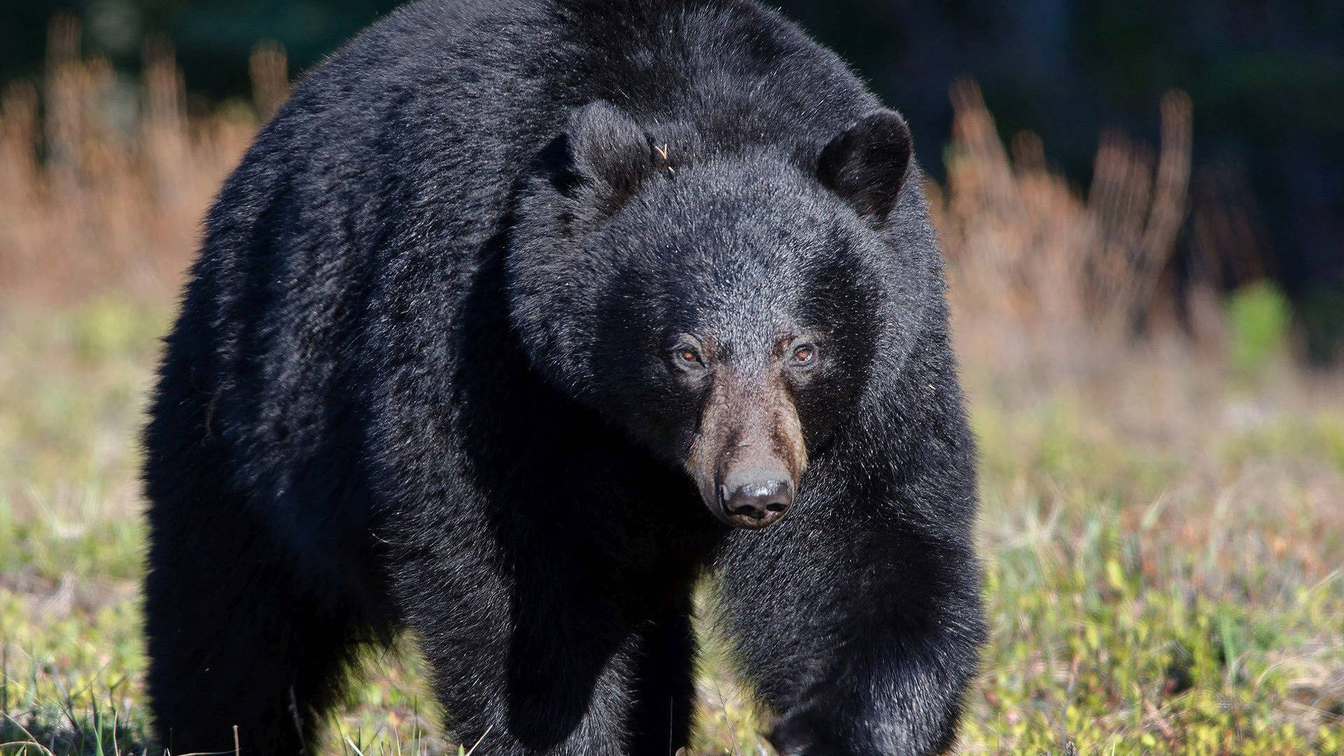 Black Bear, sunlit grass, amber eyes, Full HD Desktop Wallpaper