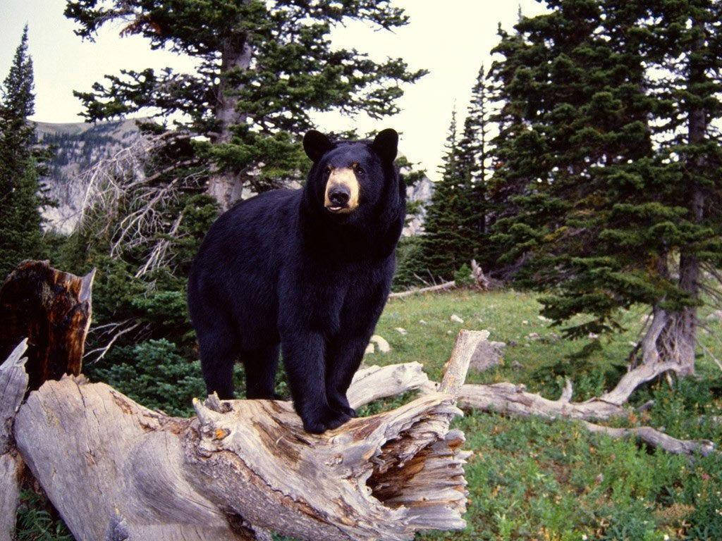 Black Bear, tree trunk, forested mountain meadow, SD Desktop Wallpaper