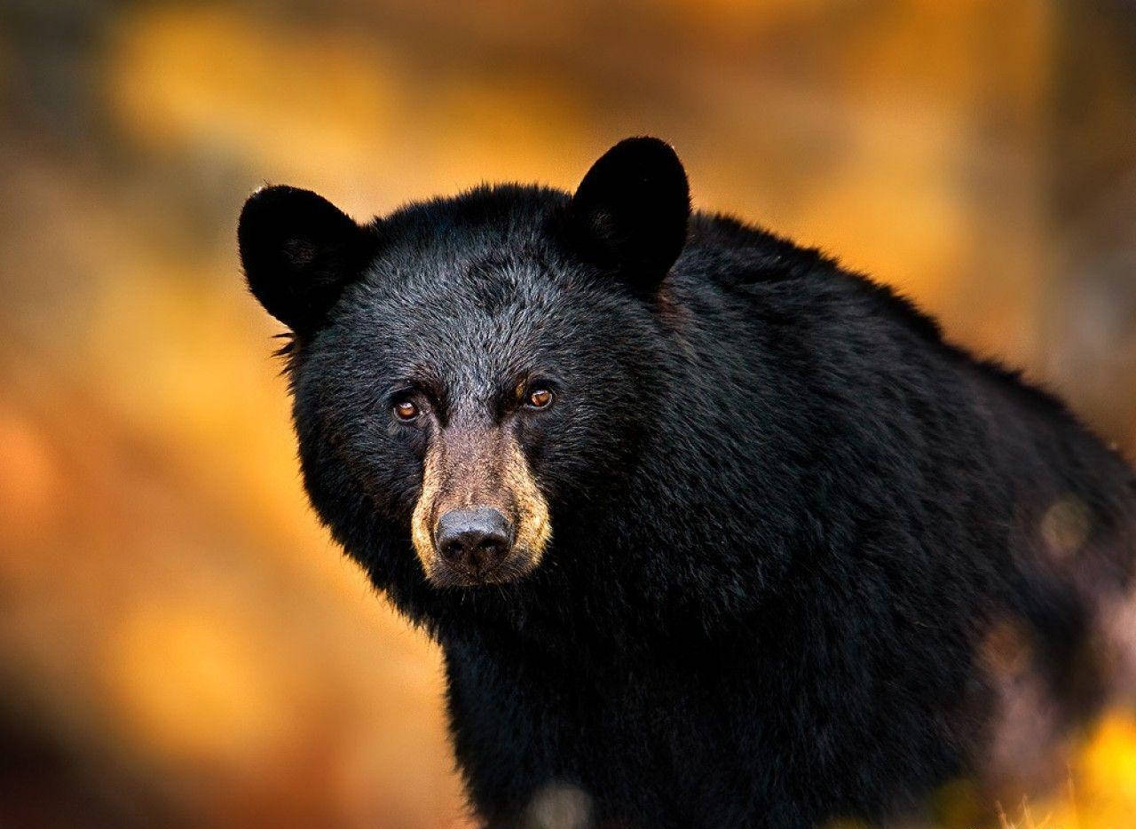 Black Bear, amber eyes, warm golden autumn backdrop, HD Desktop Wallpaper