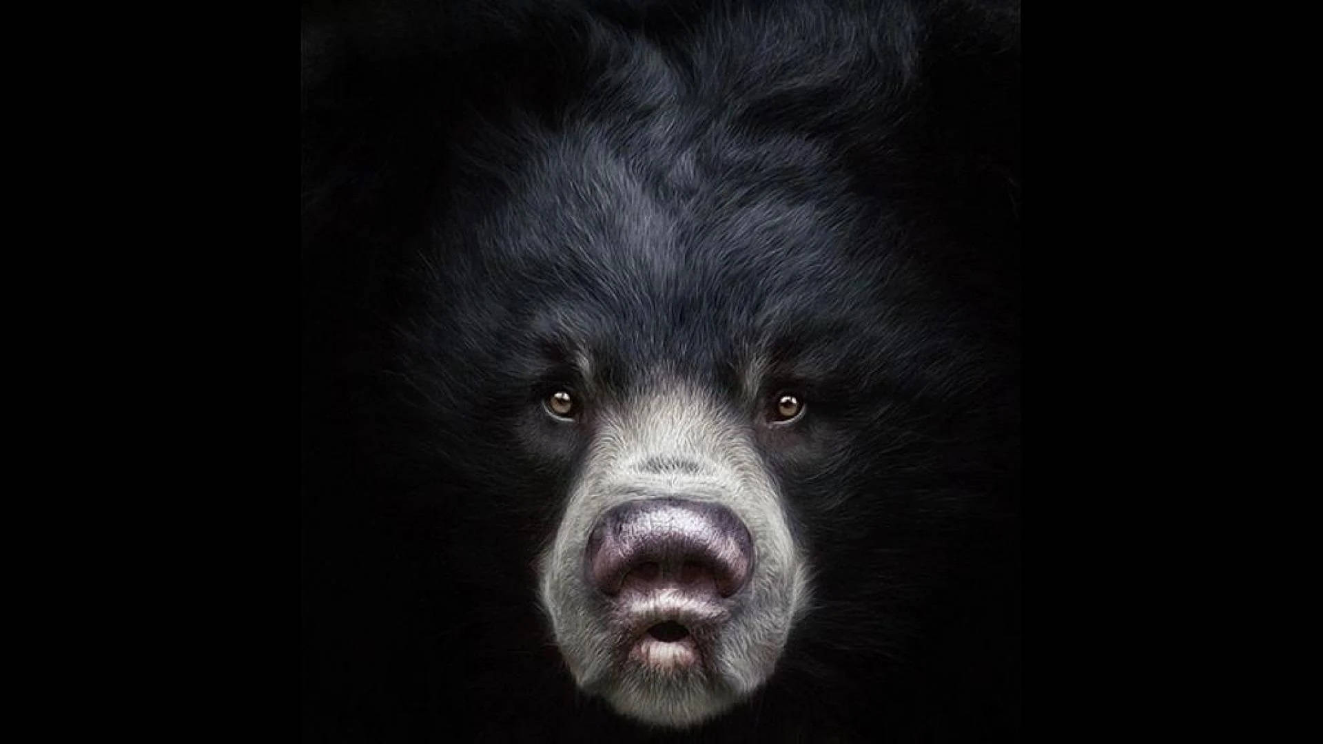 Black Bear, large nose, light muzzle, Full HD Desktop Wallpaper
