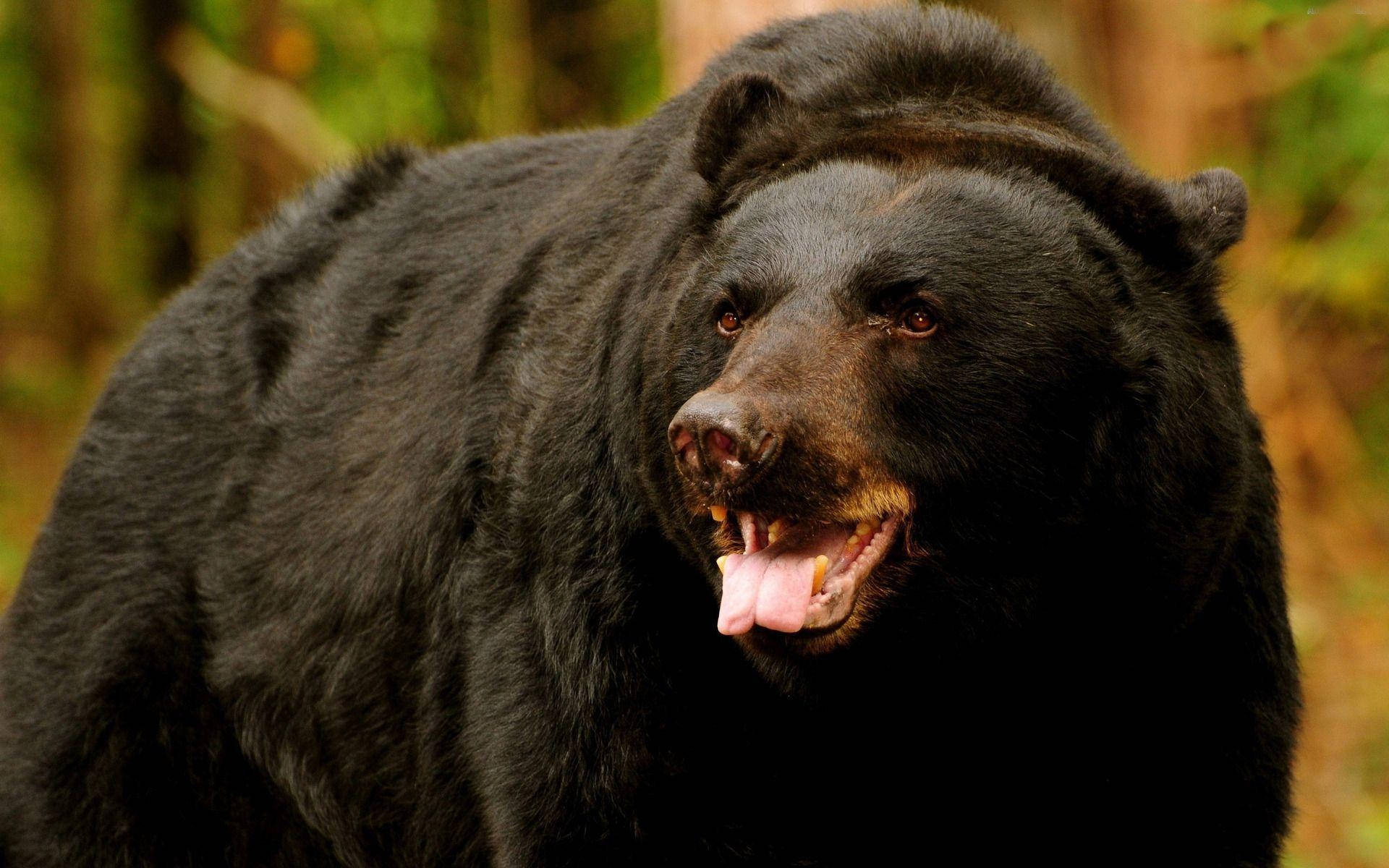 Black Bear, sharp teeth, forest setting, Full HD Desktop Wallpaper