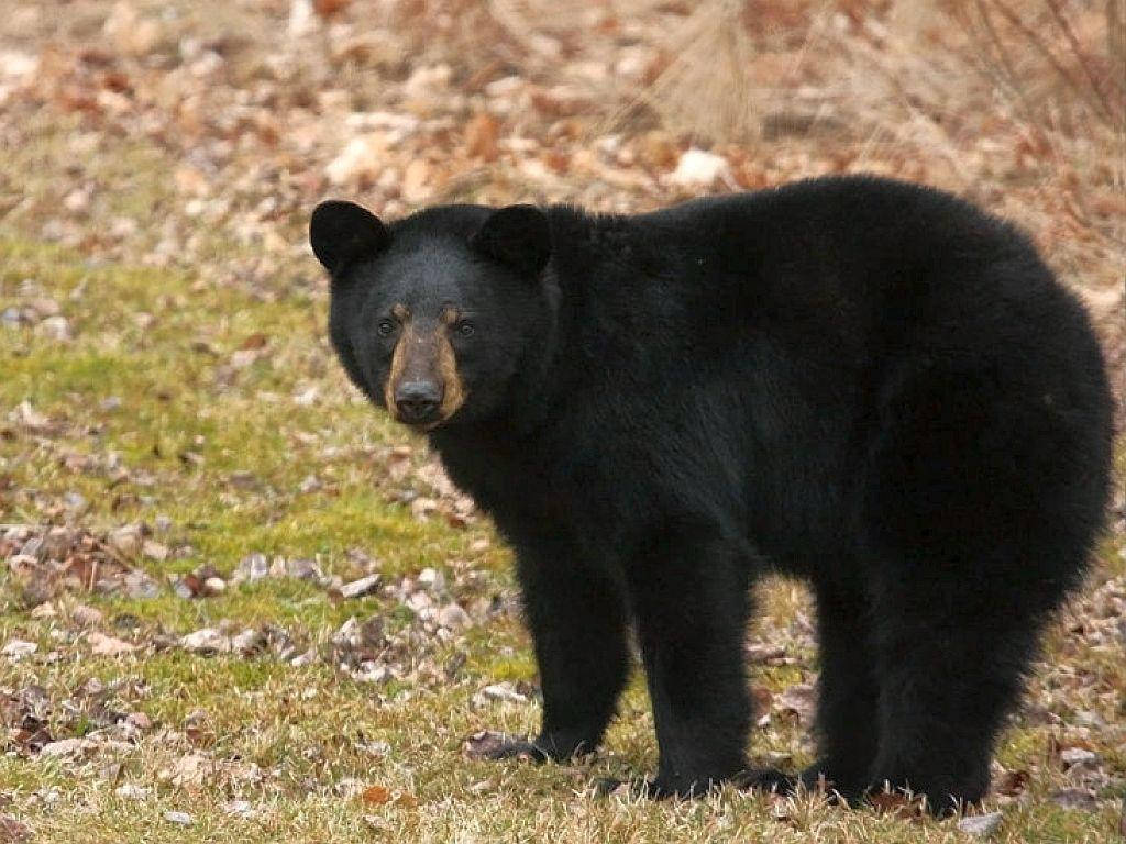 Black Bear, grassy field, dry leaves, SD Desktop Wallpaper