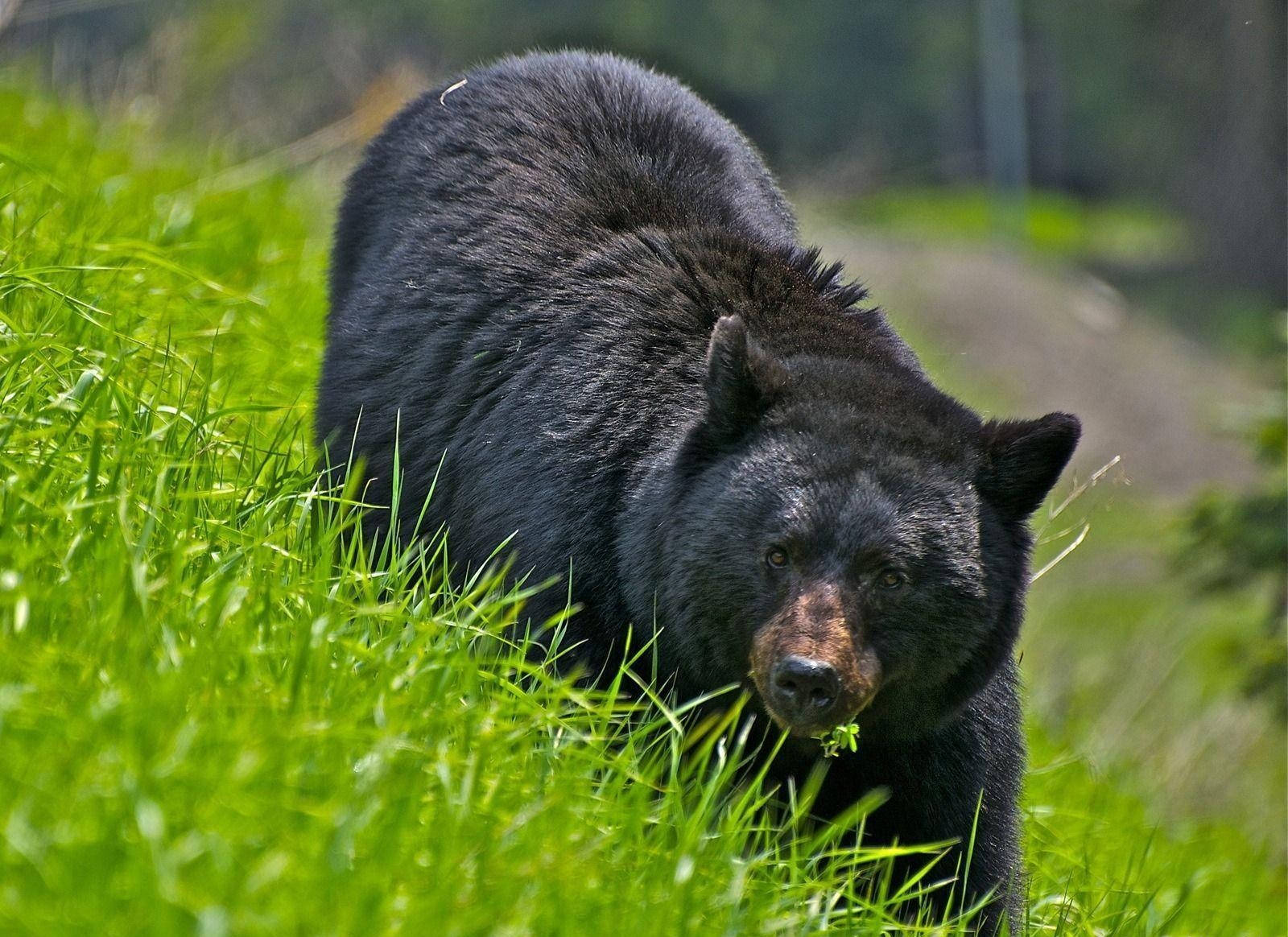 Black Bear, brown muzzle, vibrant green grass, HD Desktop Wallpaper