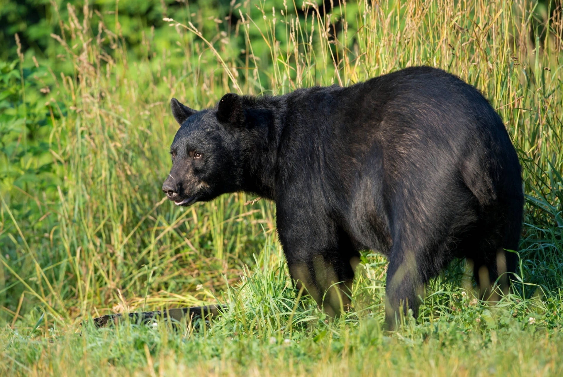 Black Bear, tall sunlit grasses, dark fur, Full HD Desktop Wallpaper