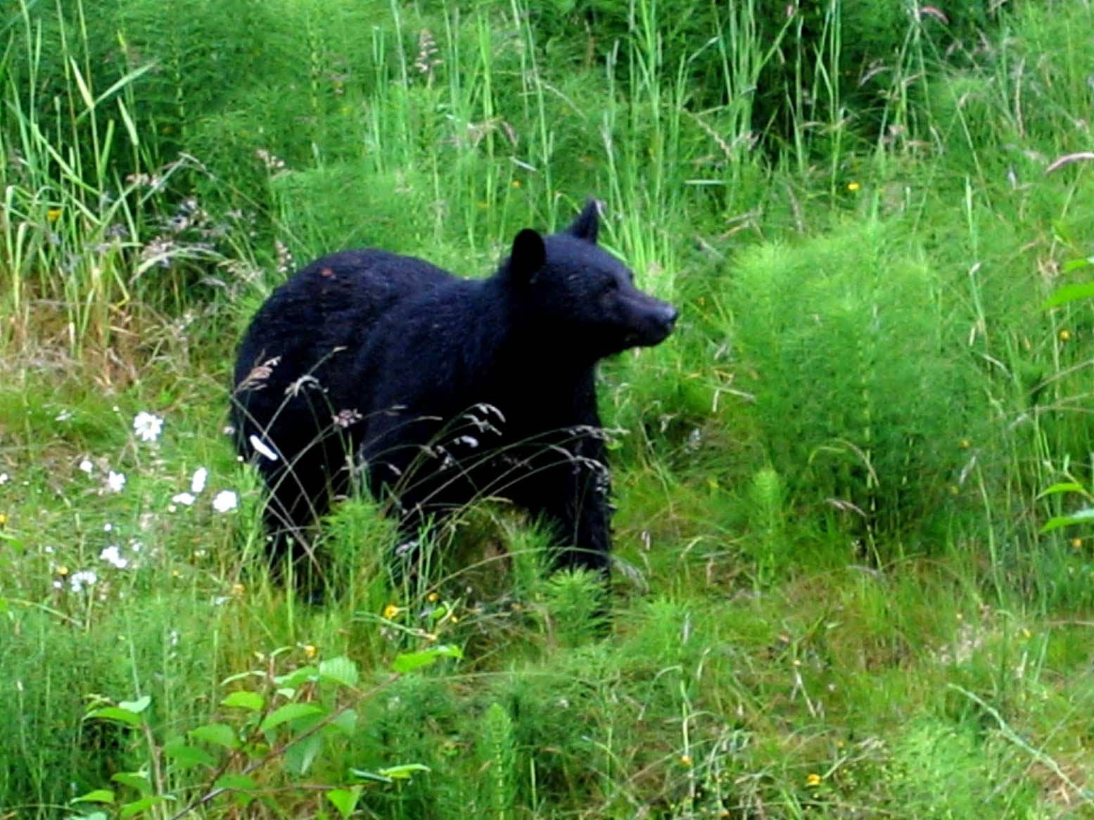 Black Bear, tall green grass, white wildflowers, HD Desktop Wallpaper