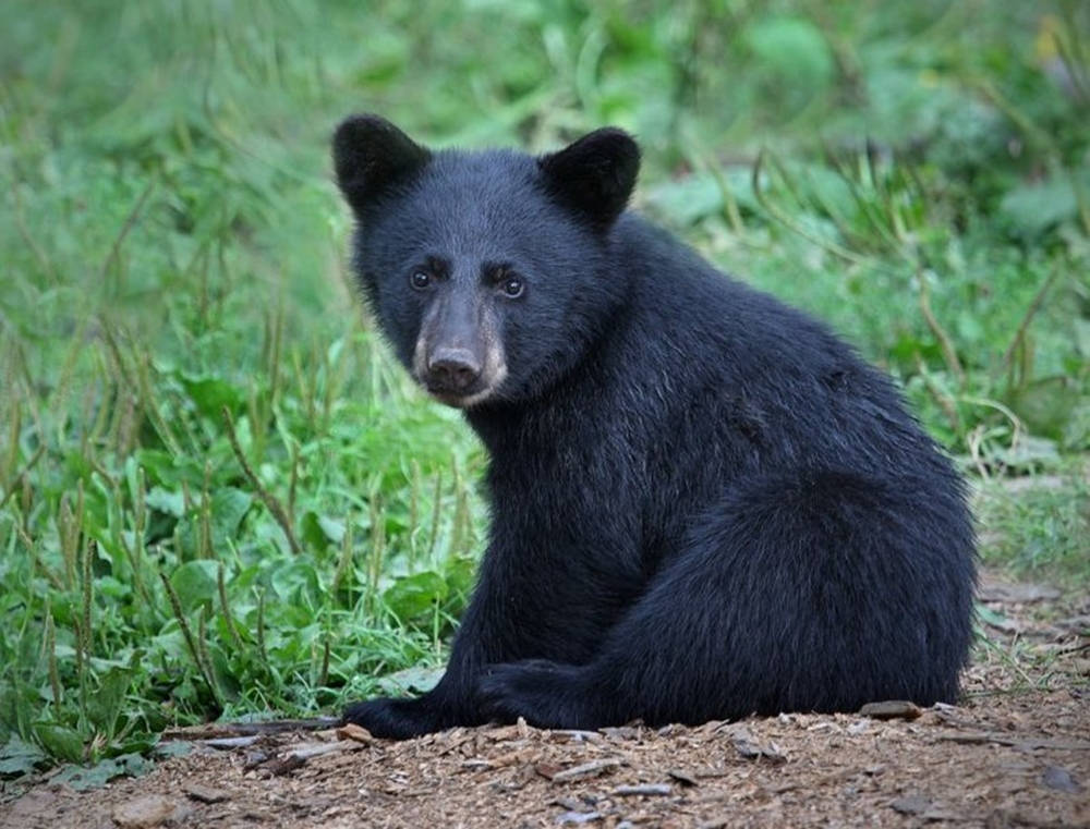 Black Bear, deep black eyes, dirt path, SD Desktop Wallpaper