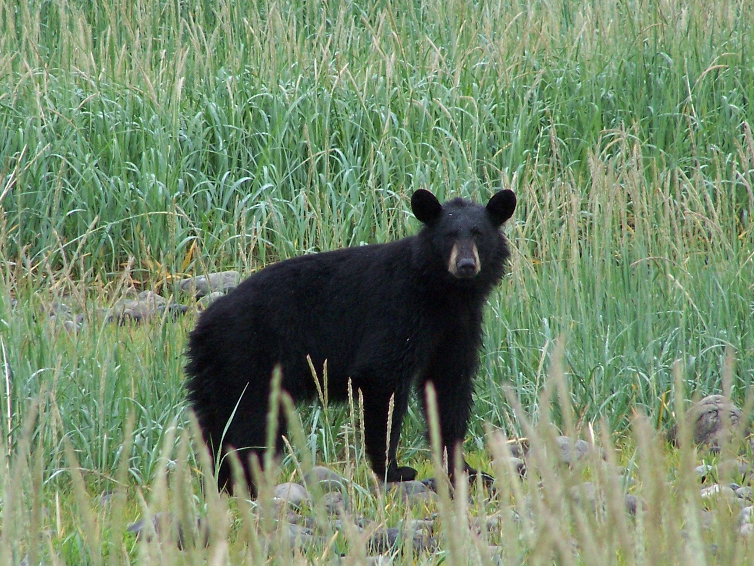 Black Bear, perky ears, tall green grass, 2K Desktop Wallpaper