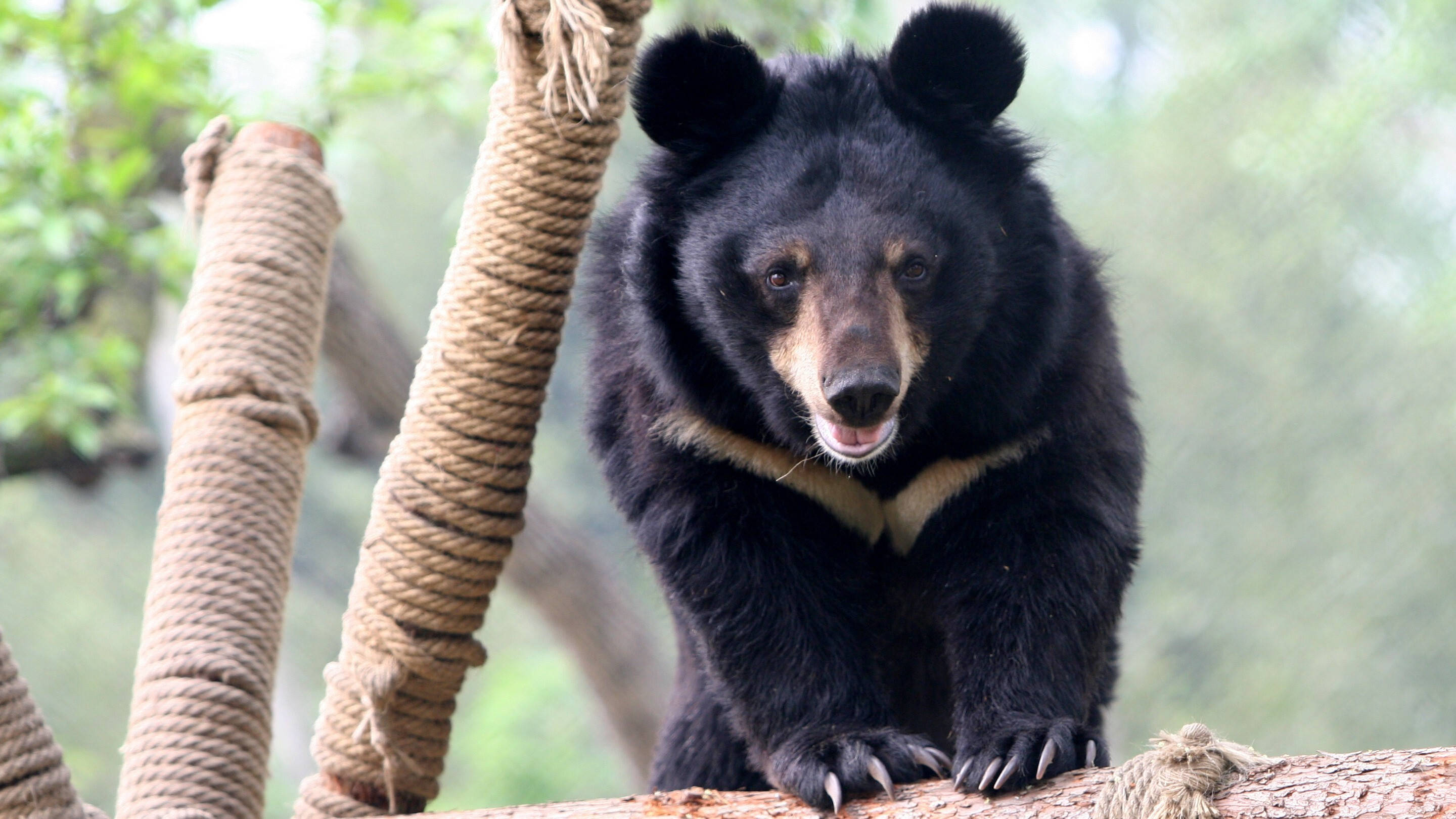 Black Bear, rope-wrapped log, lush green forest, 2K Desktop Wallpaper
