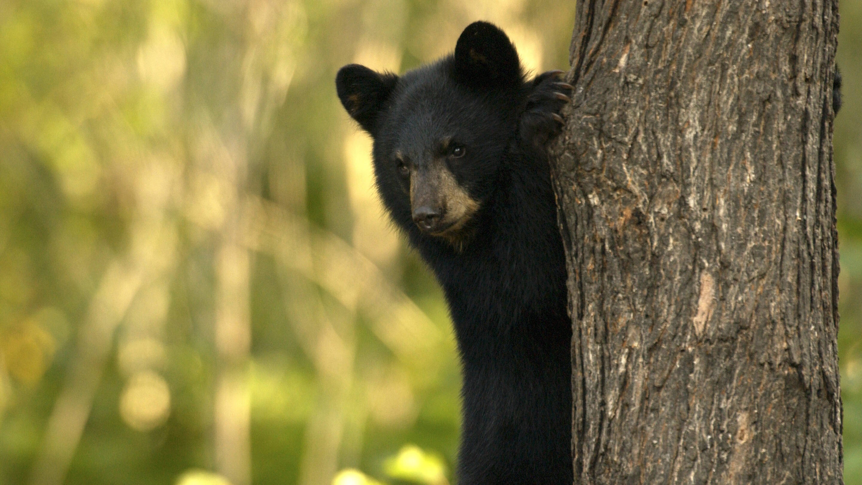 Black Bear, bear cub, tree trunk, 2K Desktop Wallpaper