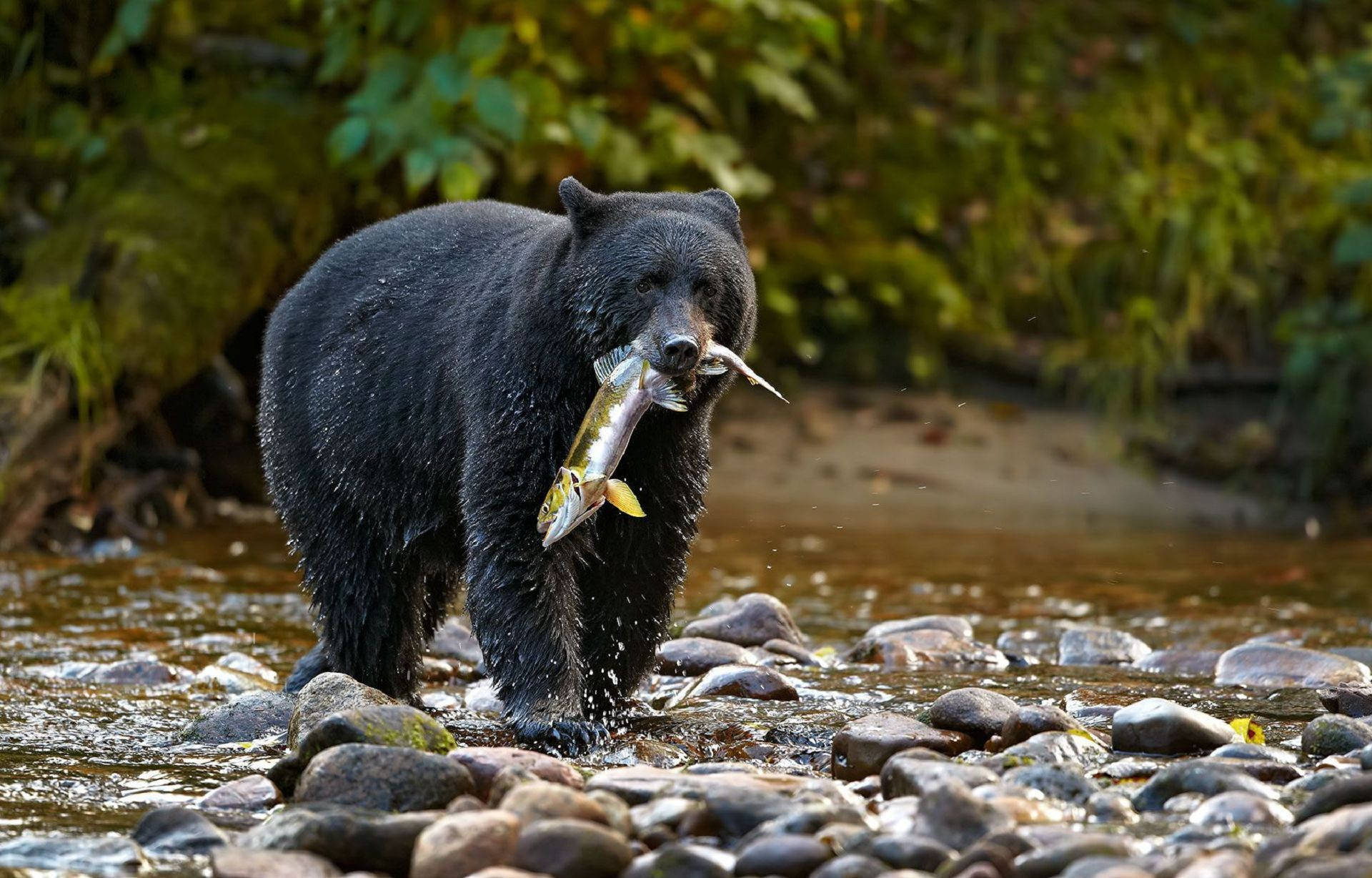 Black Bear, silver fish, shallow river, Full HD Desktop Wallpaper
