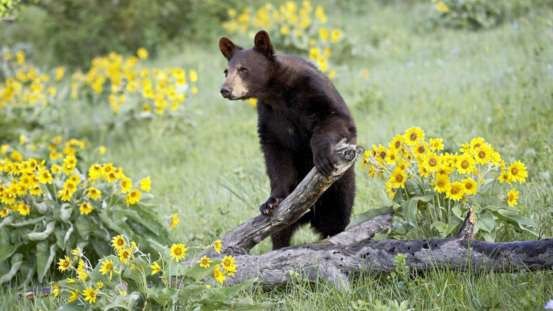 Black Bear, fallen log, vibrant yellow wildflowers, Full HD Desktop Wallpaper