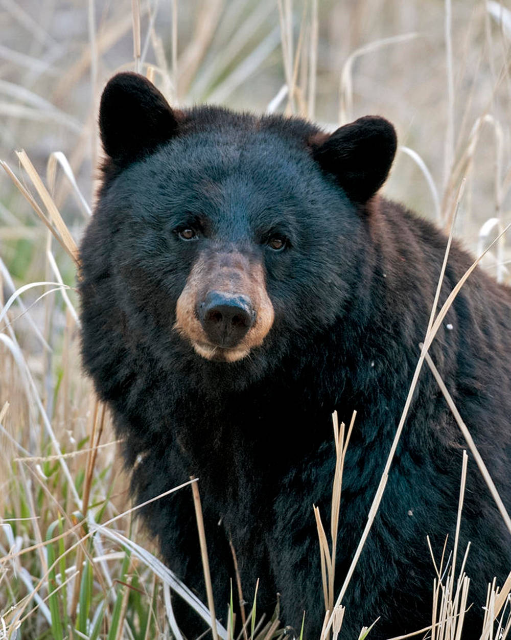 Black Bear, brown muzzle, tall dry grass, SD Phone Wallpaper