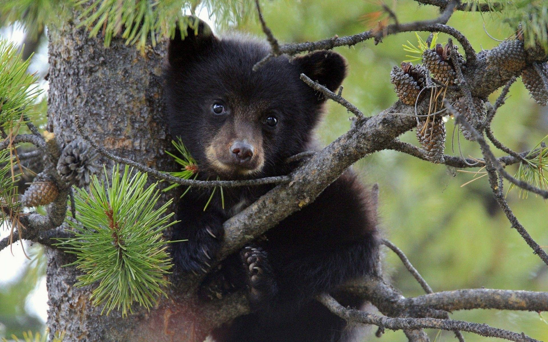 black bear, black bear cub, pine tree, Full HD Desktop Wallpaper