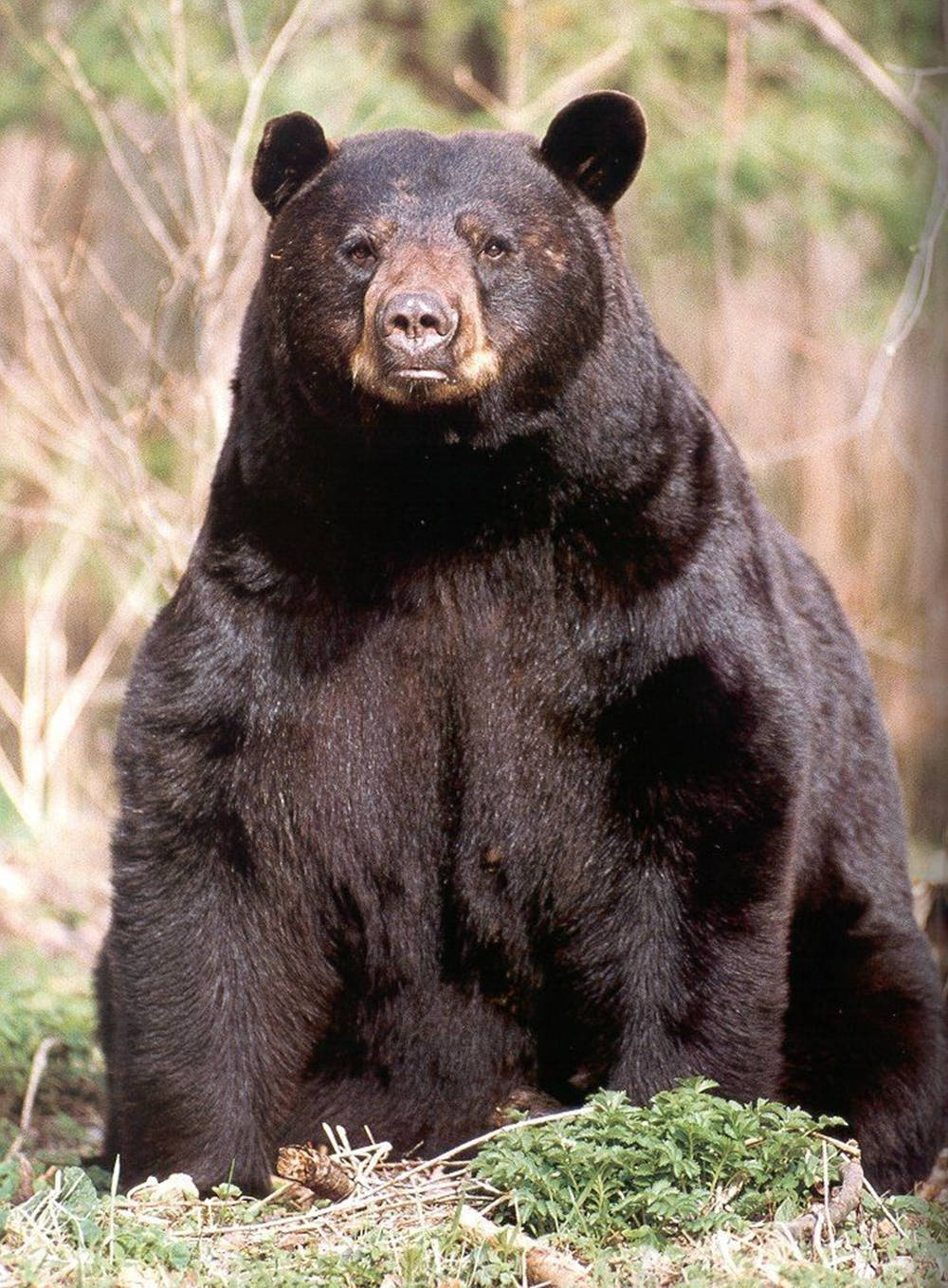 Black Bear, forest clearing, green foliage, HD Phone Wallpaper