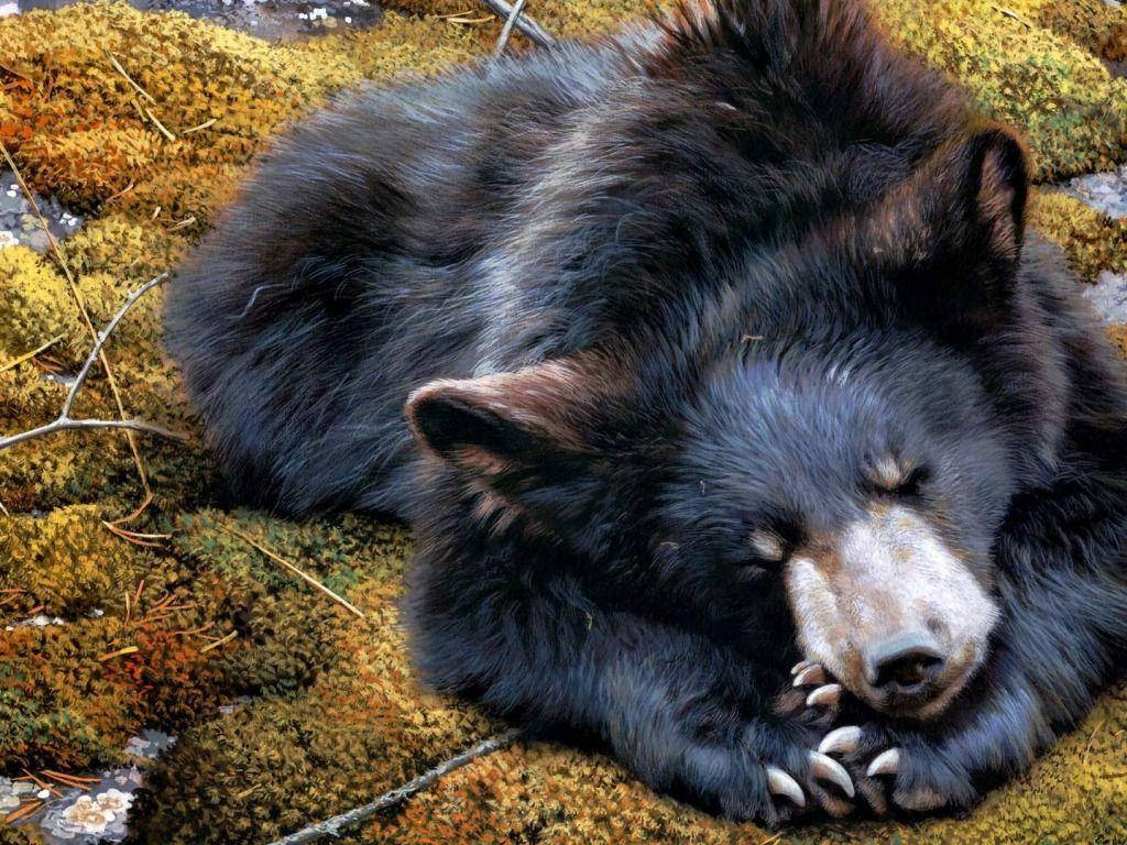 Black Bear, mossy rocks, forest clearing, SD Desktop Wallpaper