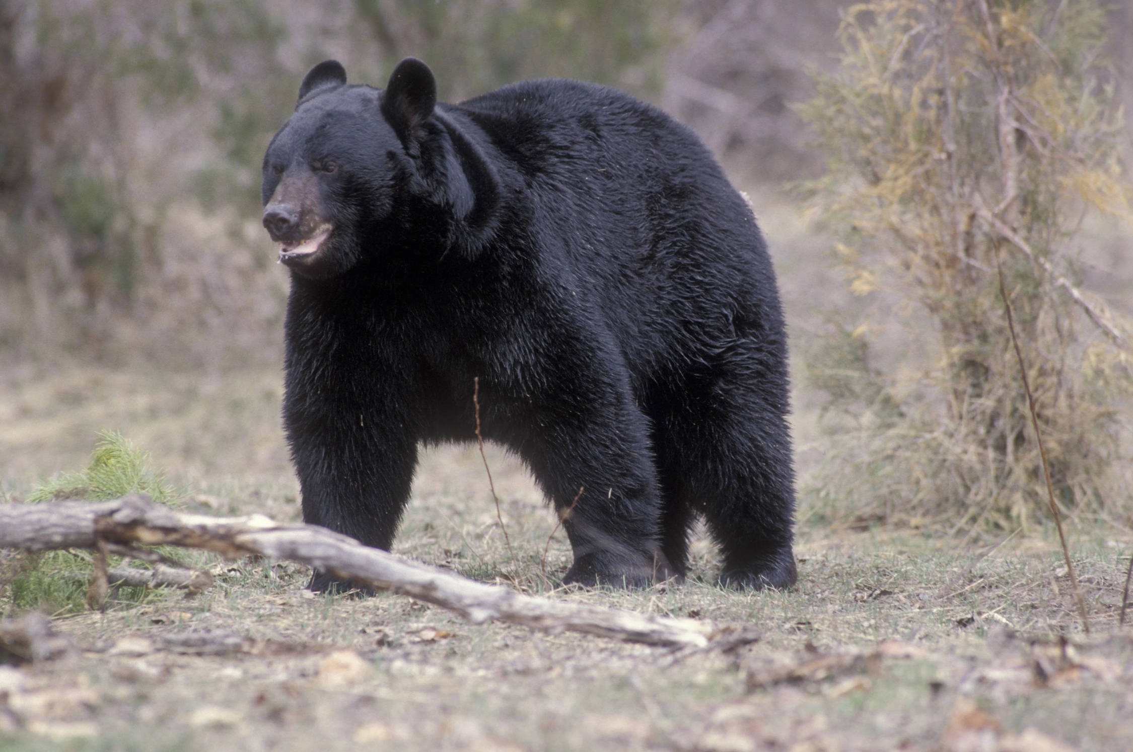 Black Bear, dry grassy field, sparse bushes, Full HD Desktop Wallpaper