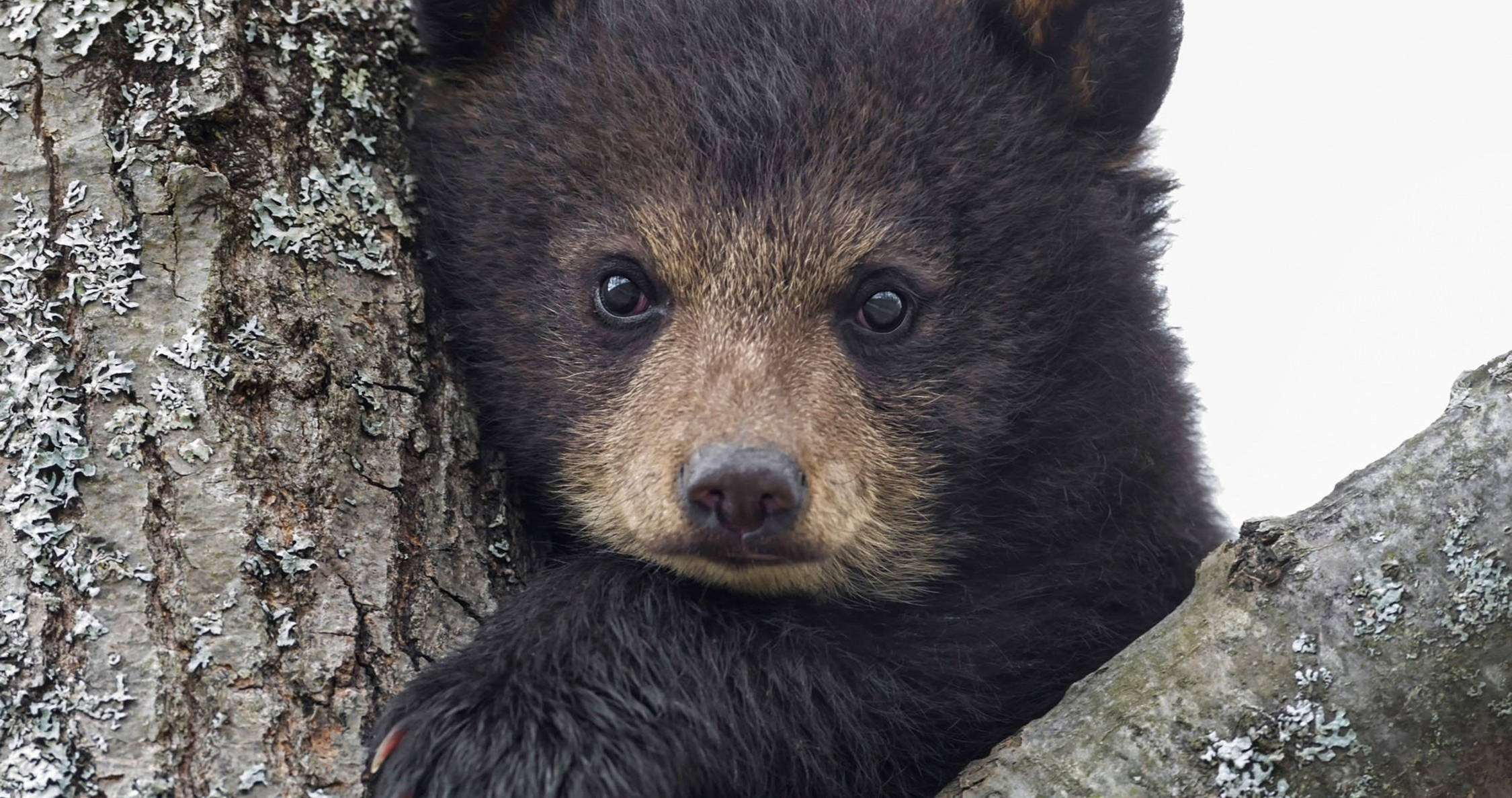 Black Bear, black bear cub, lichen-covered tree trunk, Full HD Desktop Wallpaper