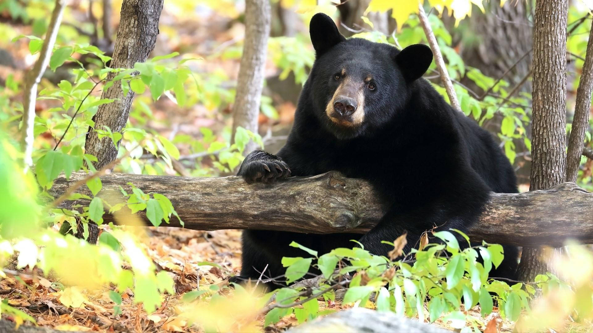 Black Bear, fallen log, green and yellow foliage, Full HD Desktop Wallpaper