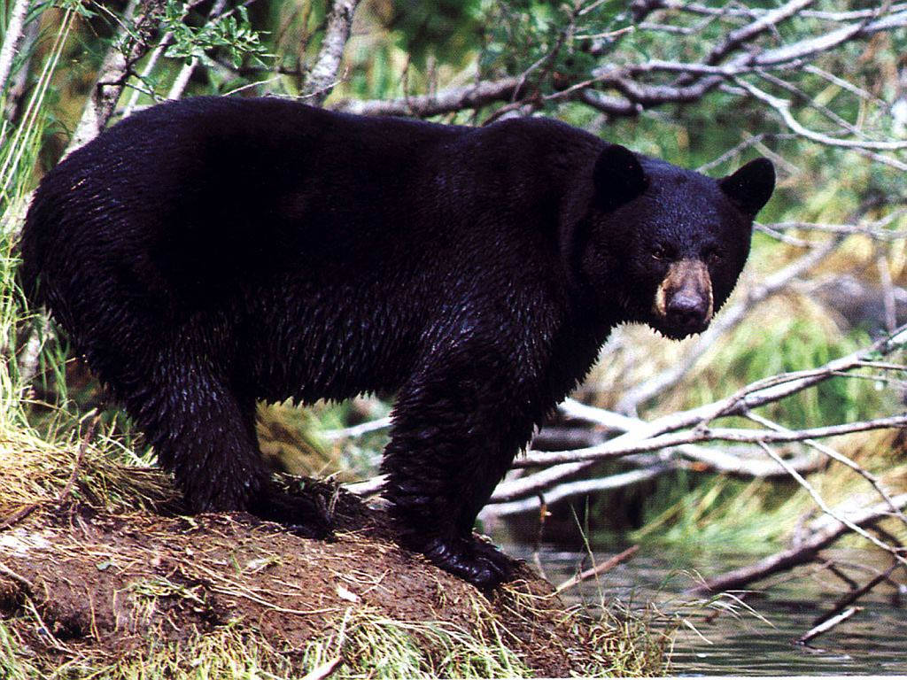 Black Bear, river, muddy bank, SD Desktop Wallpaper