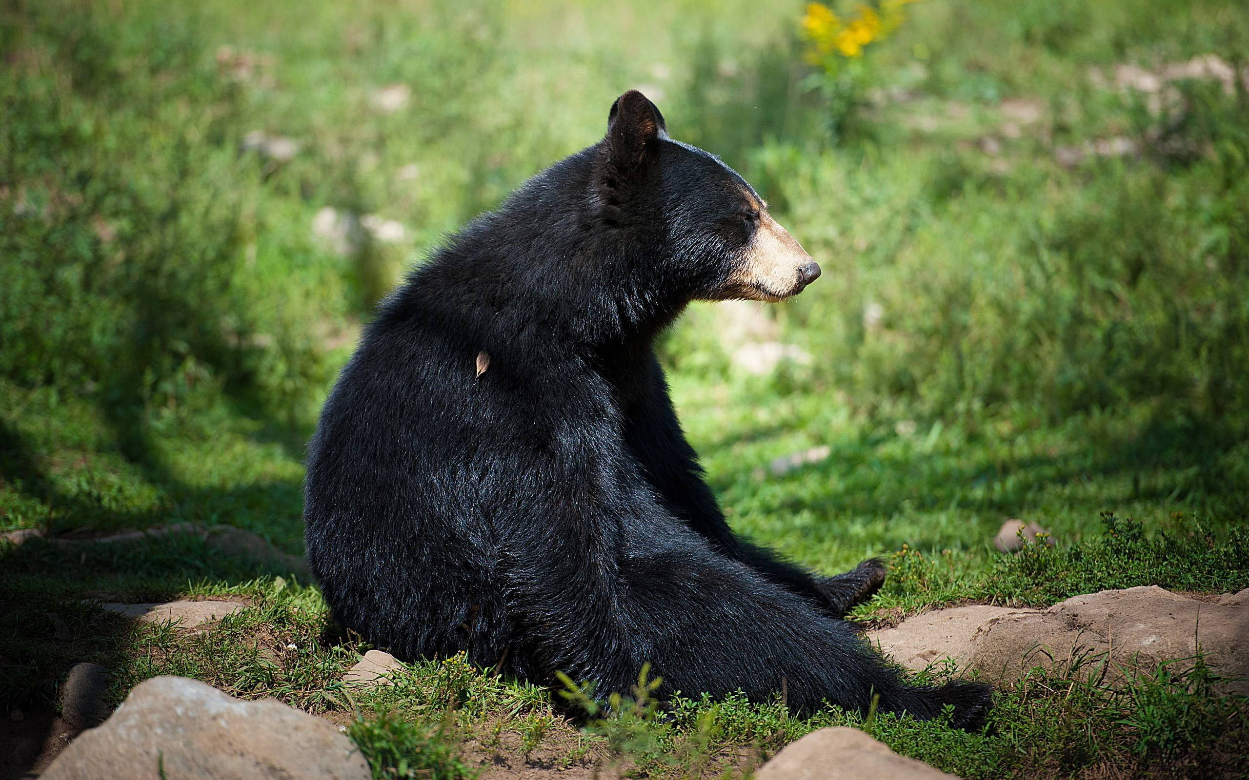 Black Bear, grassy field, sunlit, 2K Desktop Wallpaper