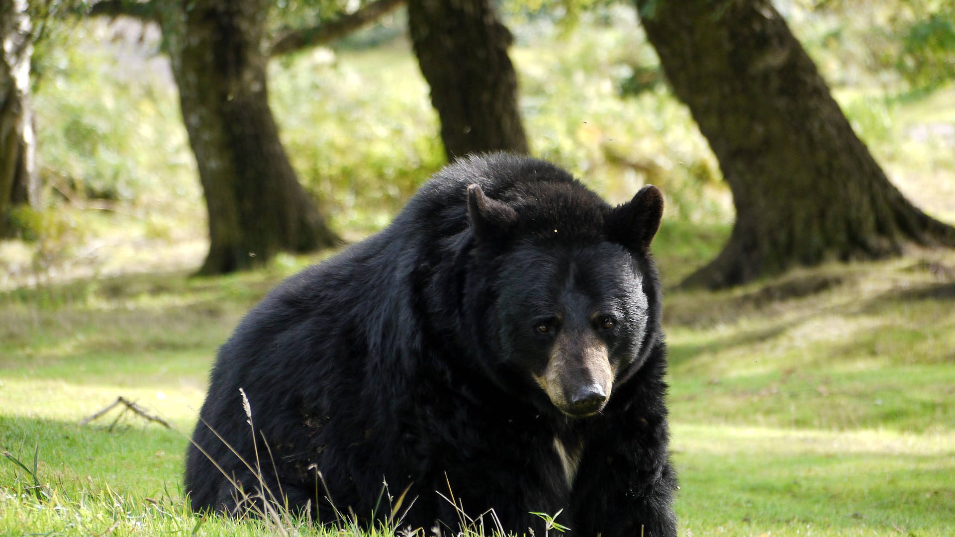 Black Bear, sunlit forest clearing, tall trees, Full HD Desktop Wallpaper