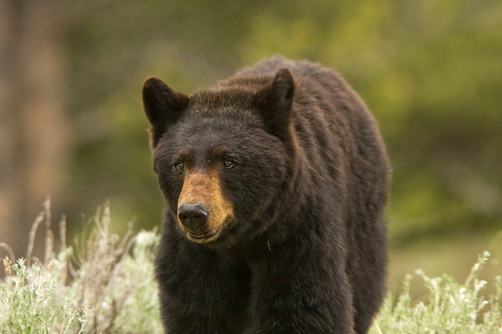 Black Bear, tan muzzle, green and gray brush, HD Desktop Wallpaper