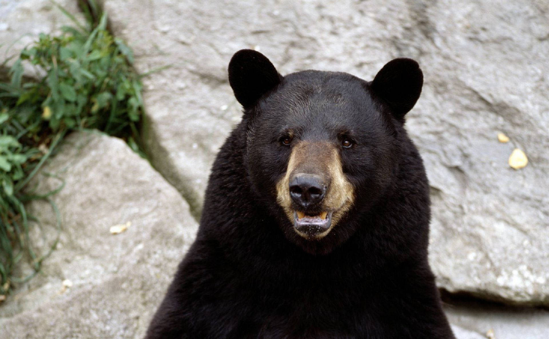 Black Bear, tan muzzle, gray rocks, Full HD Desktop Wallpaper