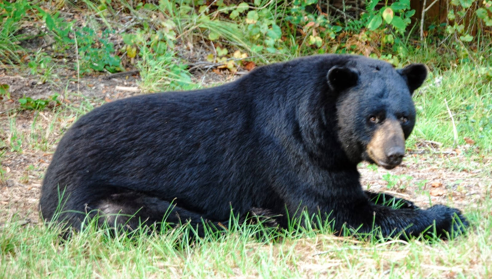 Black Bear, grassy forest clearing, green foliage, HD Desktop Wallpaper