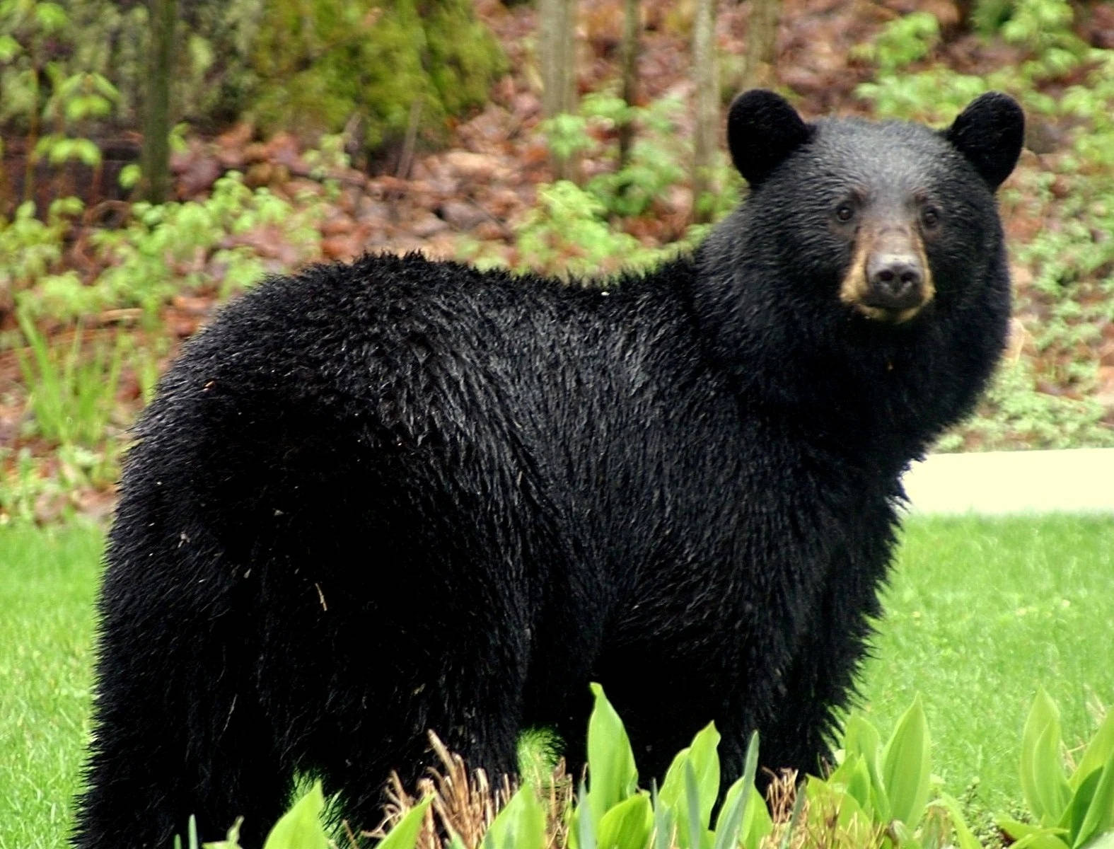 Black Bear, lush green forest clearing, mossy trees, HD Desktop Wallpaper