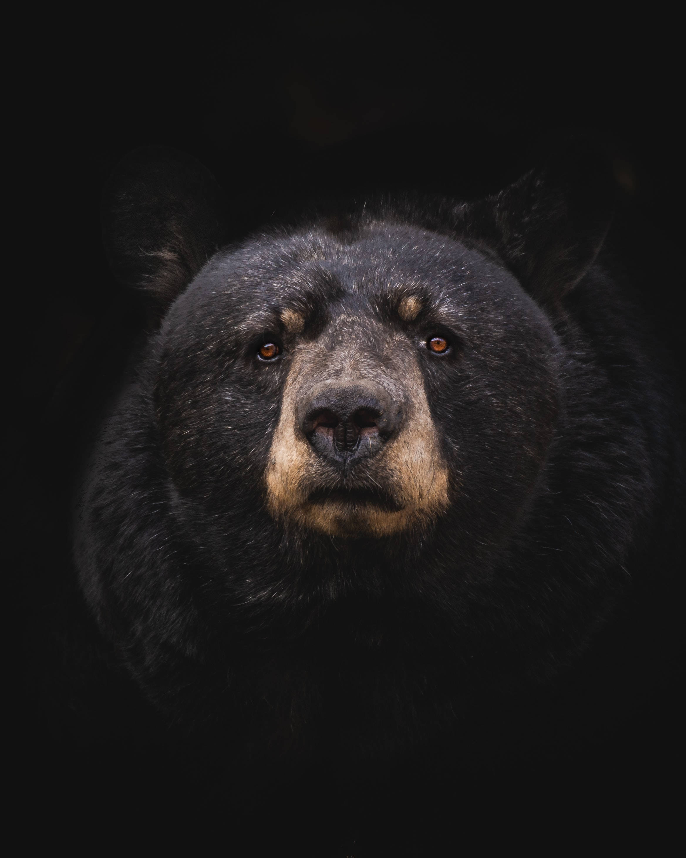 Black Bear, amber eyes, pitch-black background, 2K Phone Wallpaper