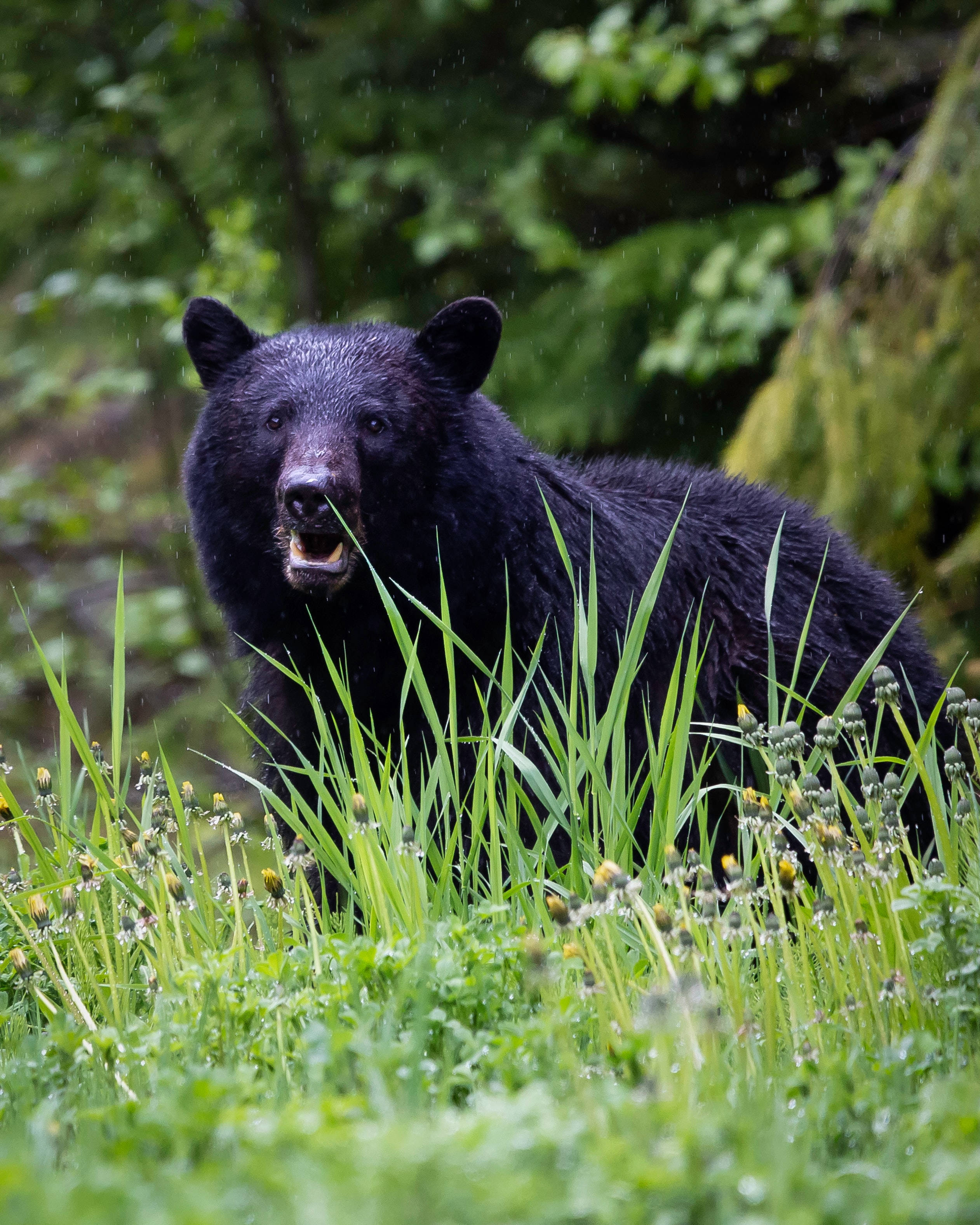 black bear, lush green grass, raindrops, 2K Phone Wallpaper