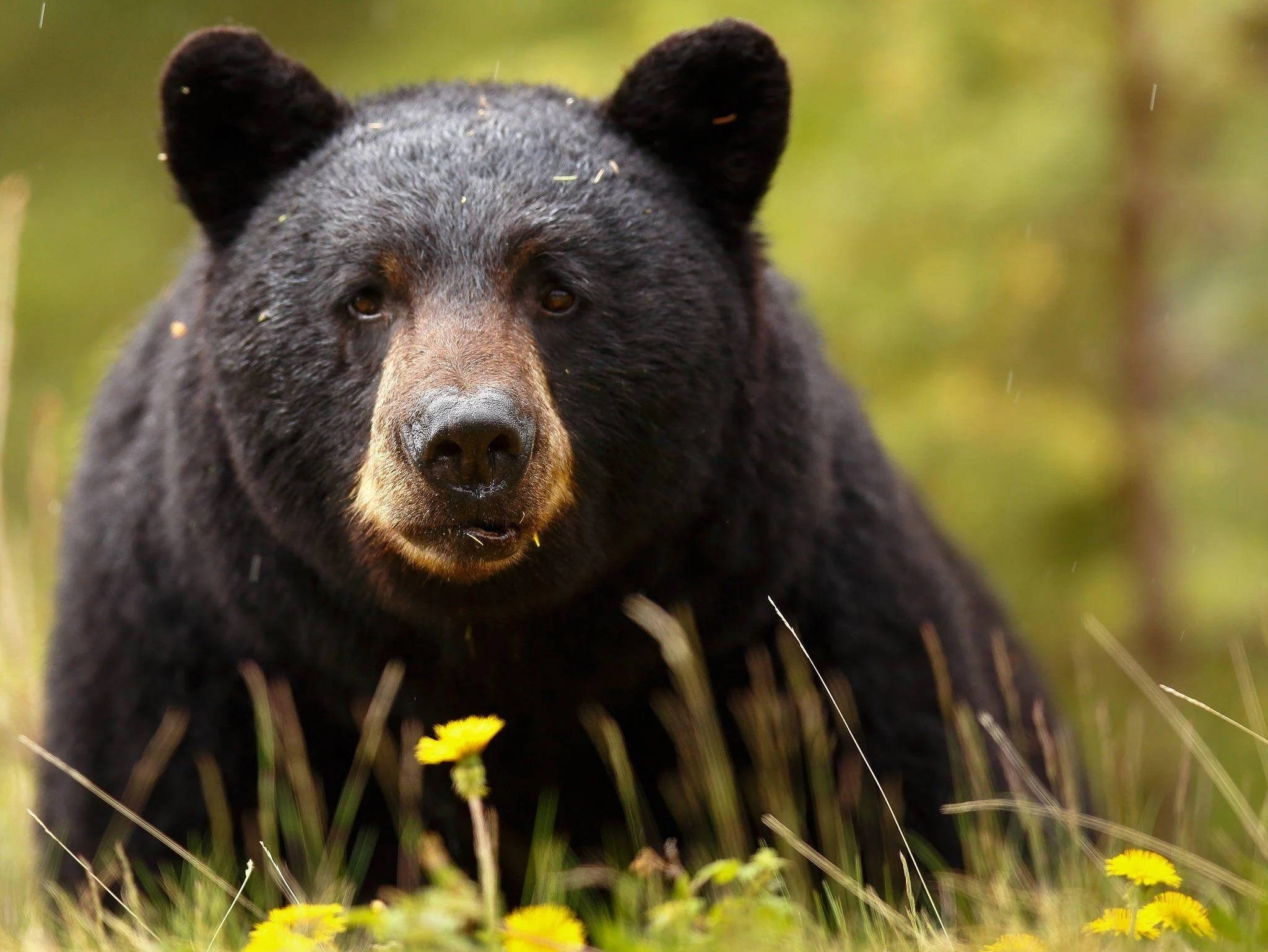 Black Bear, round face, brown muzzle, Full HD Desktop Wallpaper