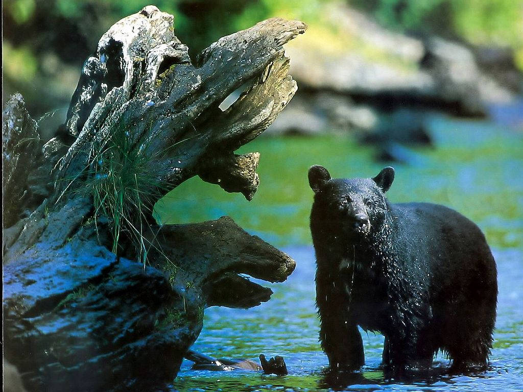 Black Bear, river, clear blue water, SD Desktop Wallpaper