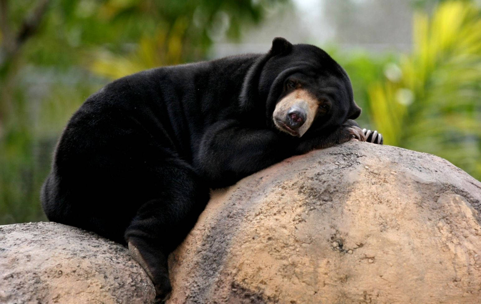 black bear, large rock, lush green foliage, HD Desktop Wallpaper