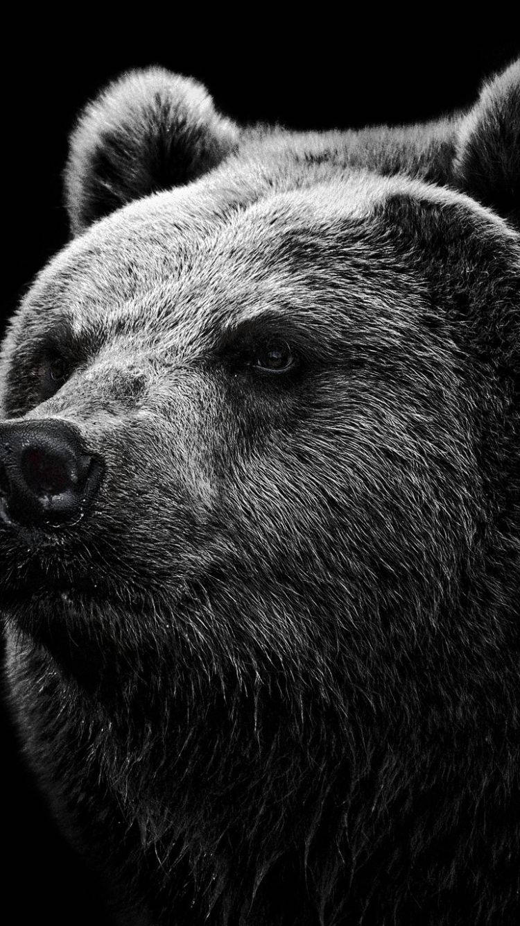 grizzly bear, black and white, close-up, HD Phone Wallpaper