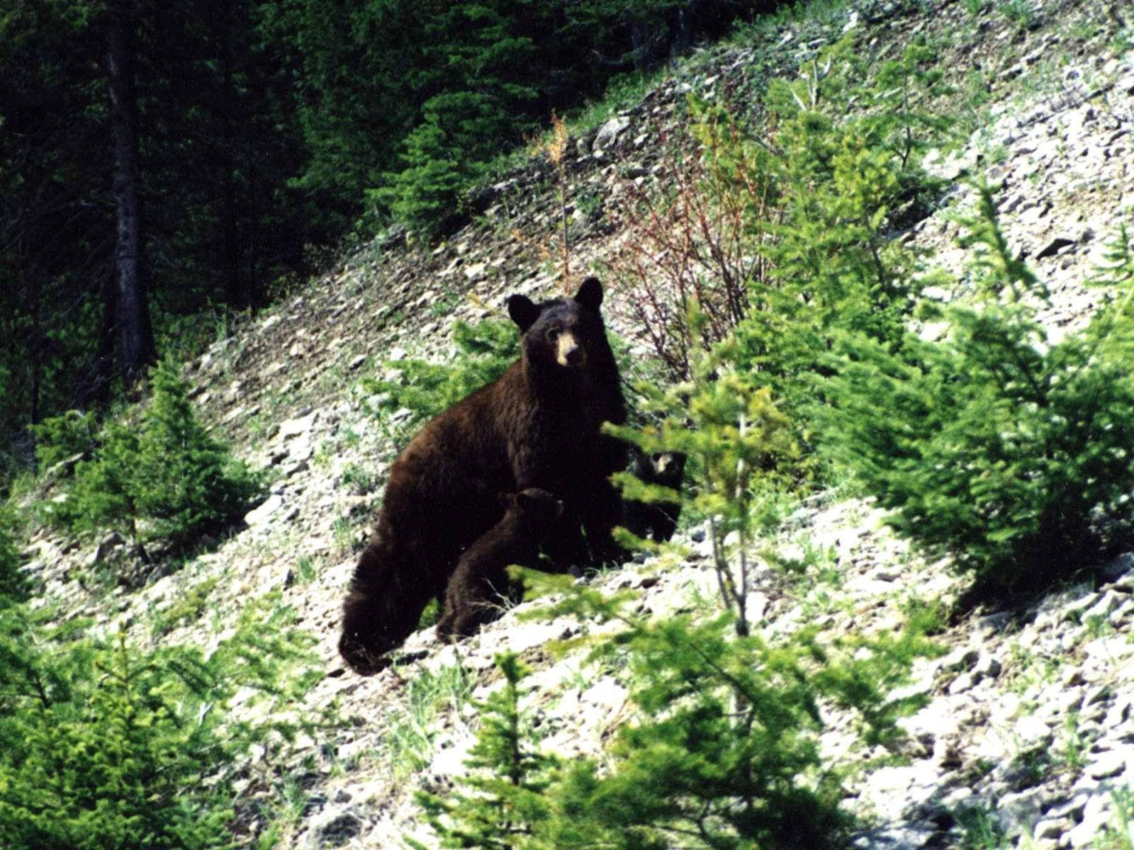 Black Bear, sloped hill, sunlit rocky slope, HD Desktop Wallpaper