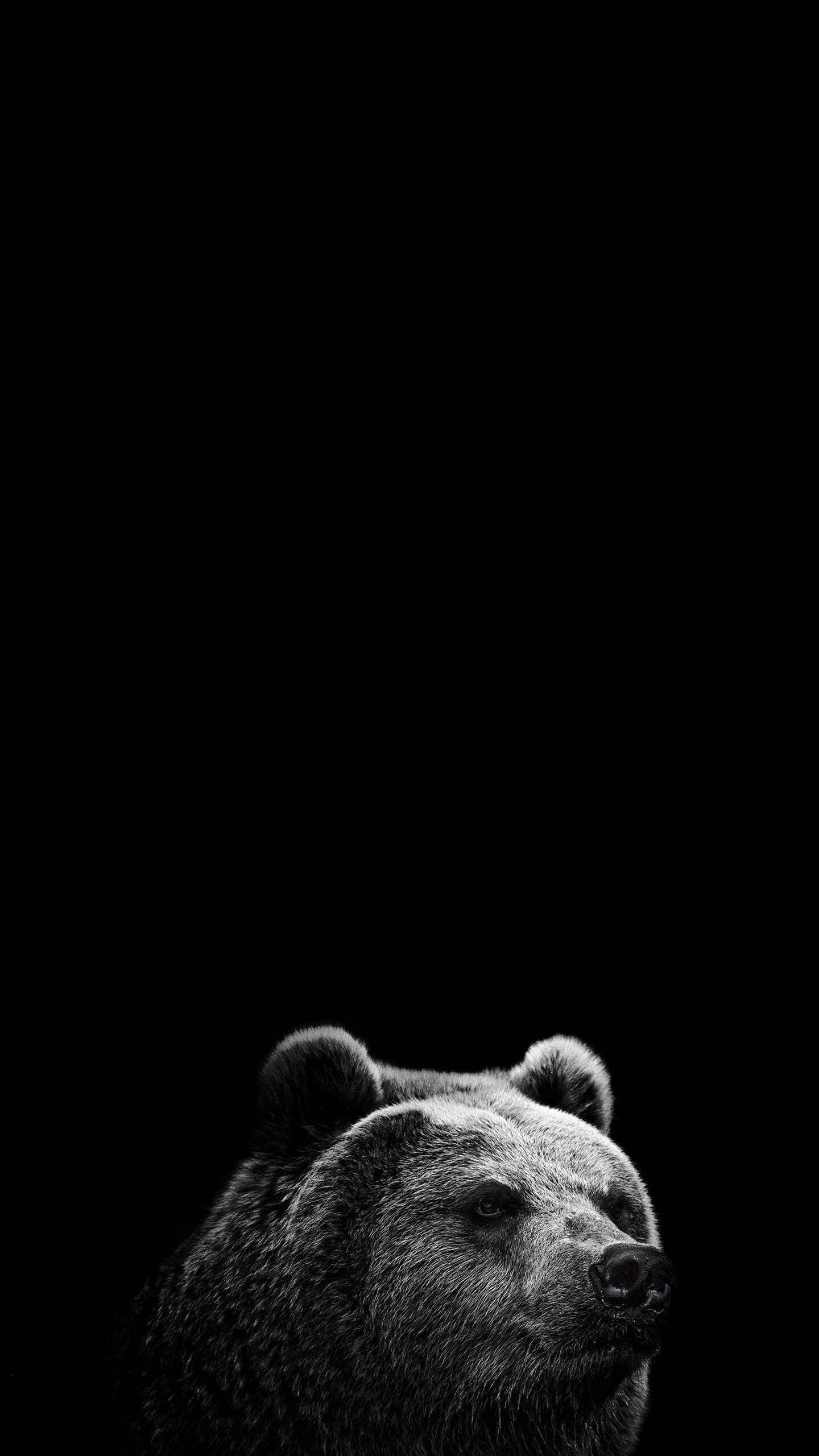 Monochrome Bear, pure black, HD phone screen, 2K Phone Wallpaper