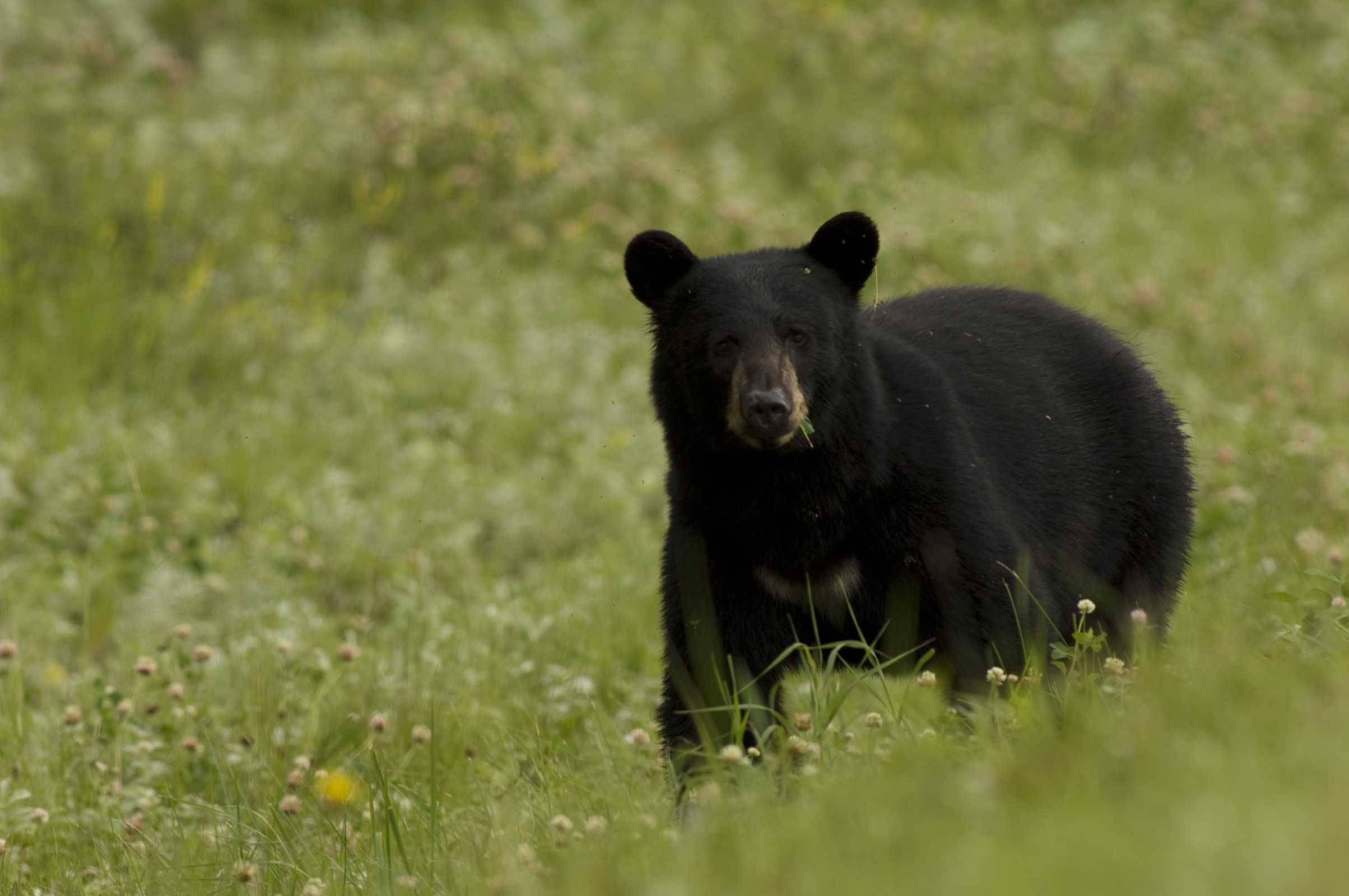 Black Bear, sunlit meadow, green grass, Full HD Desktop Wallpaper