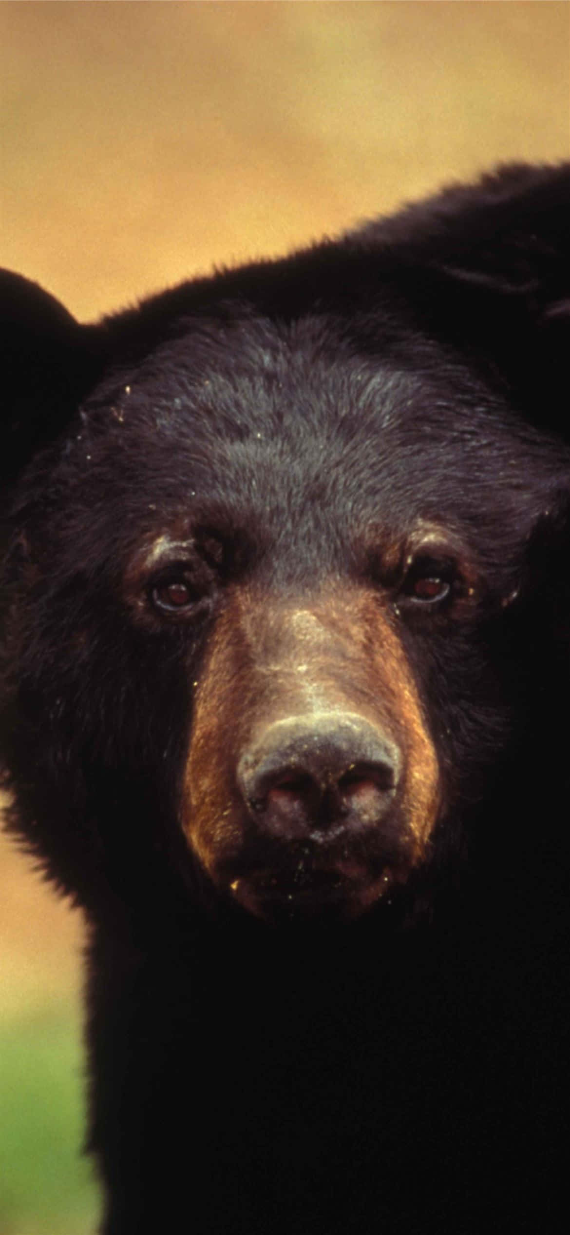 black bear, intense gaze, warm blurred background, Full HD Phone Wallpaper