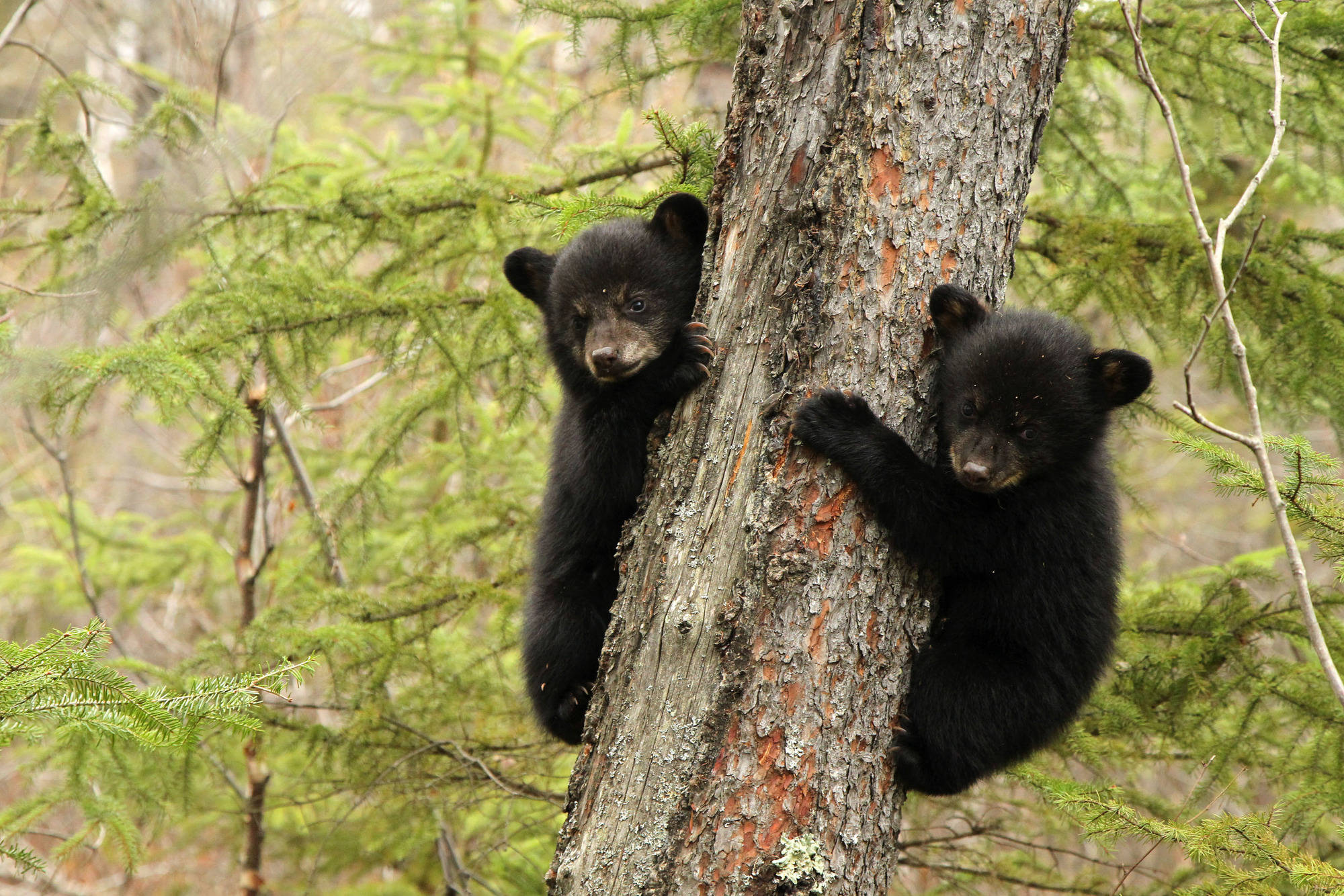 Black Bear, tree trunk, green pine branches, Full HD Desktop Wallpaper
