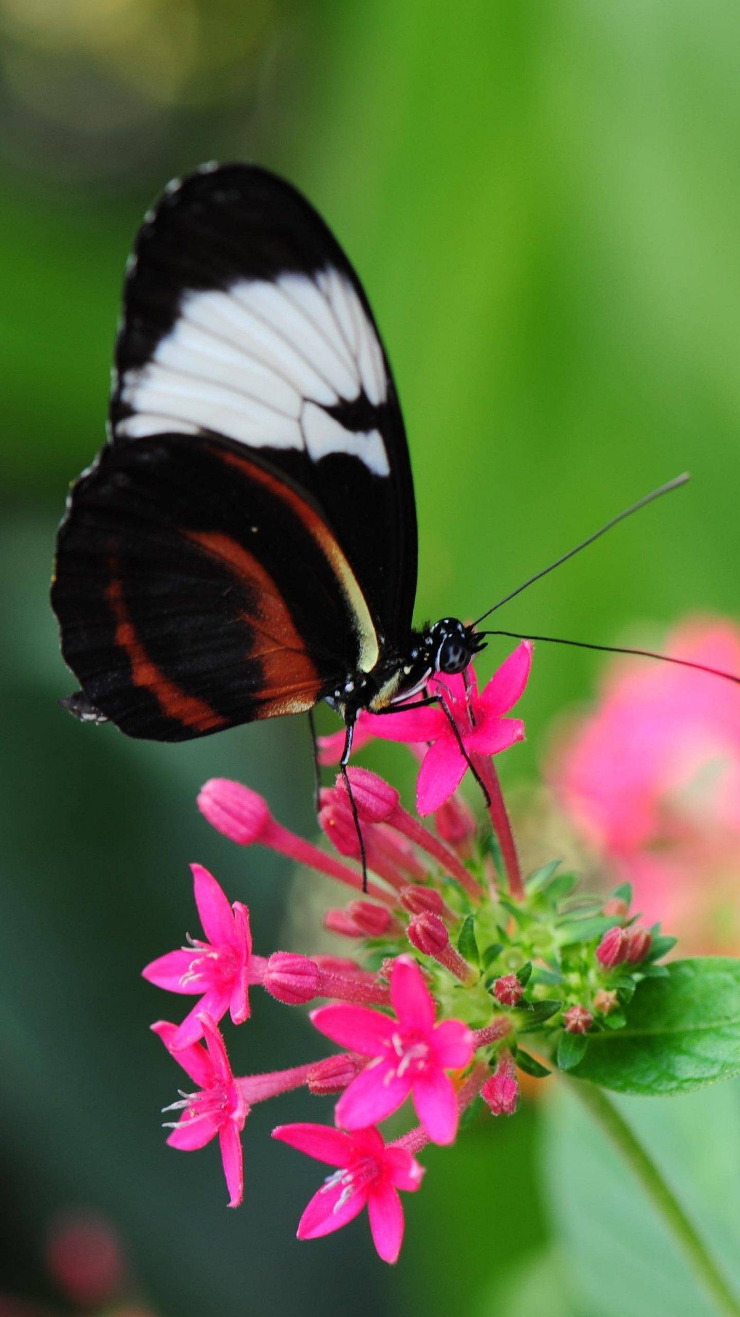 Black Butterfly, jungle geranium flower, bright pink flowers, 2K Phone Wallpaper