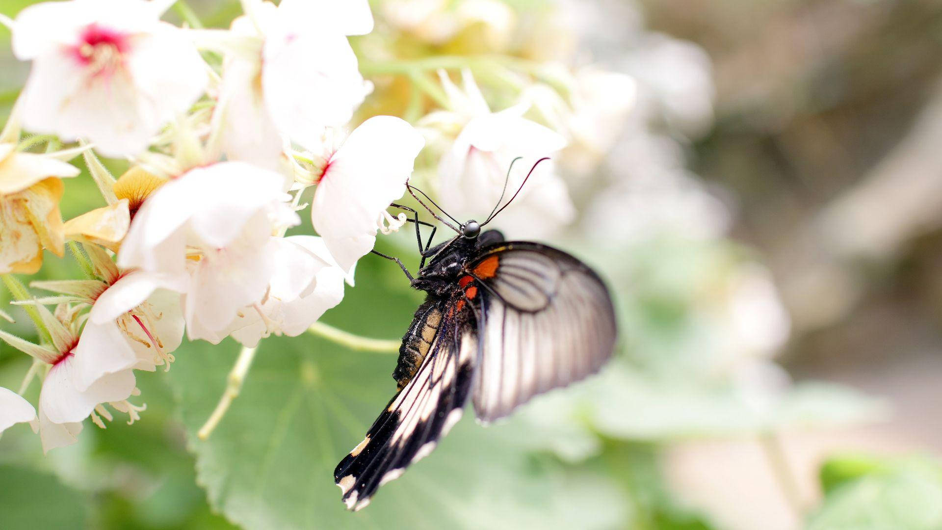 Black Butterfly, white flowers, orange accents, Full HD Desktop Wallpaper