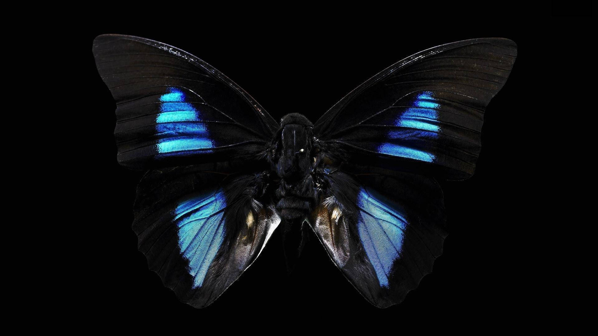 Black Butterfly, blue iridescent stripes, black background, Full HD Desktop Wallpaper