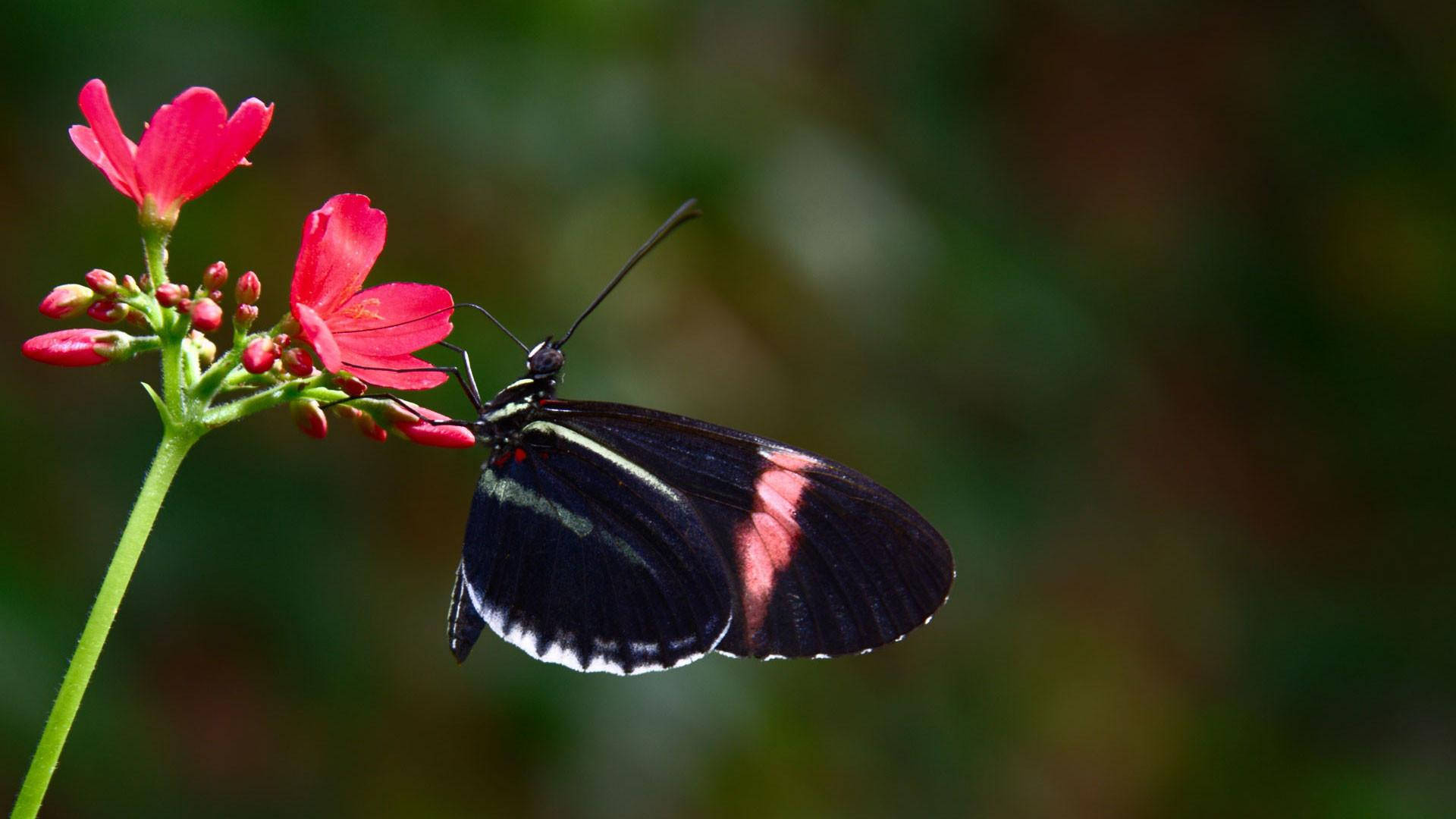 Black Butterfly, pink and white streaks, bright red flower, Full HD Desktop Wallpaper
