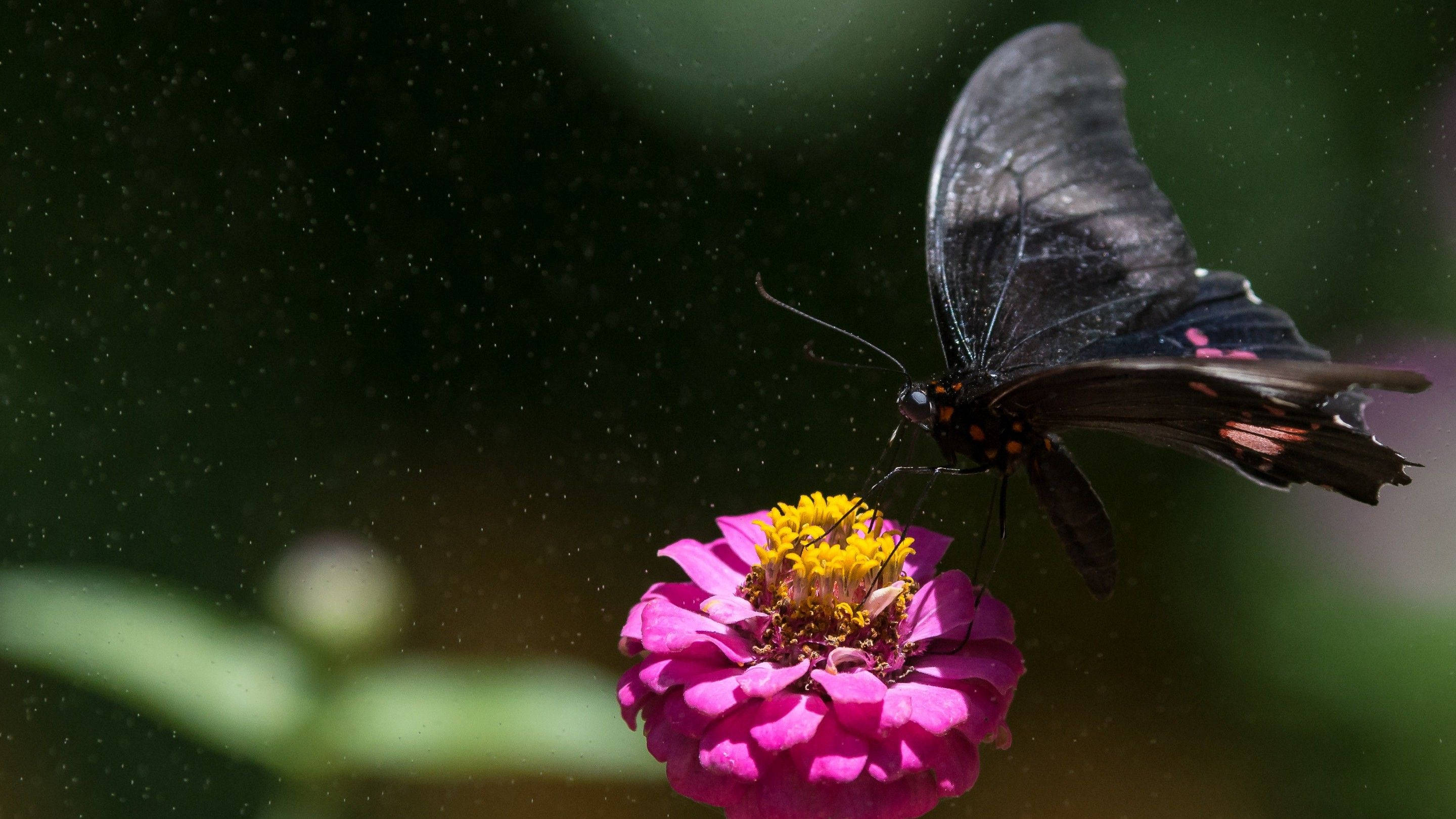 Black Butterfly, fuschia flower, vibrant pink zinnia, 2K Desktop Wallpaper
