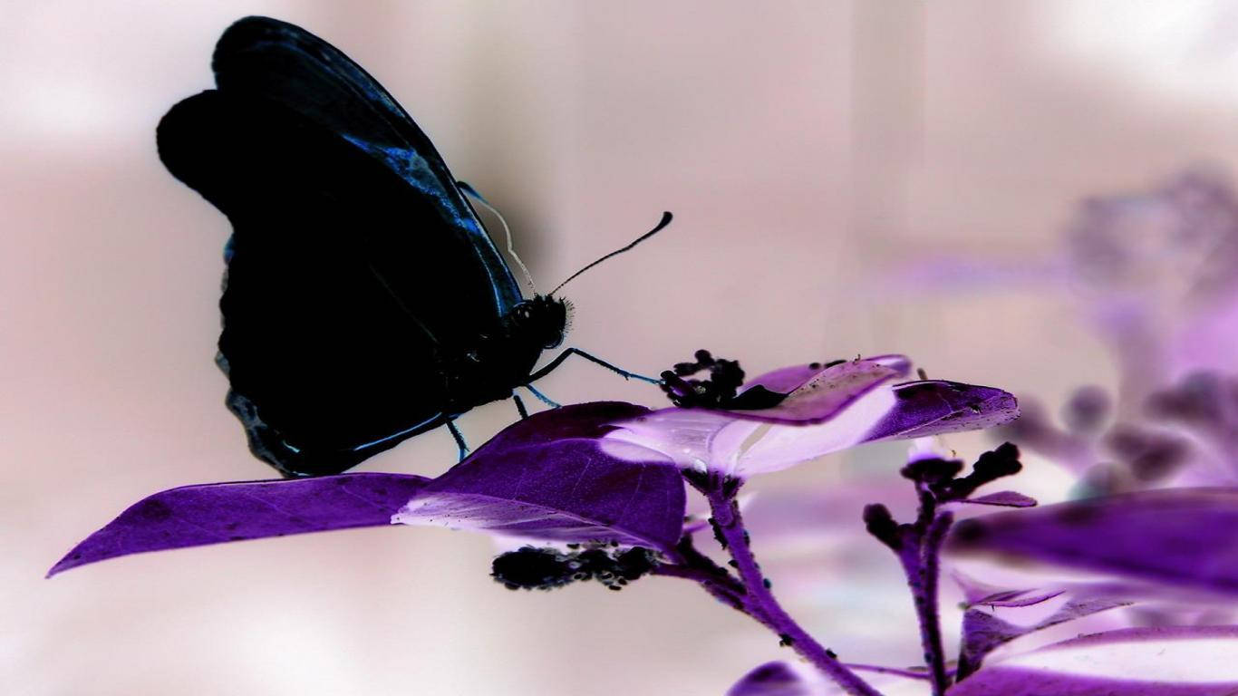 black butterfly, purple flower, vibrant purple leaves, HD Desktop Wallpaper