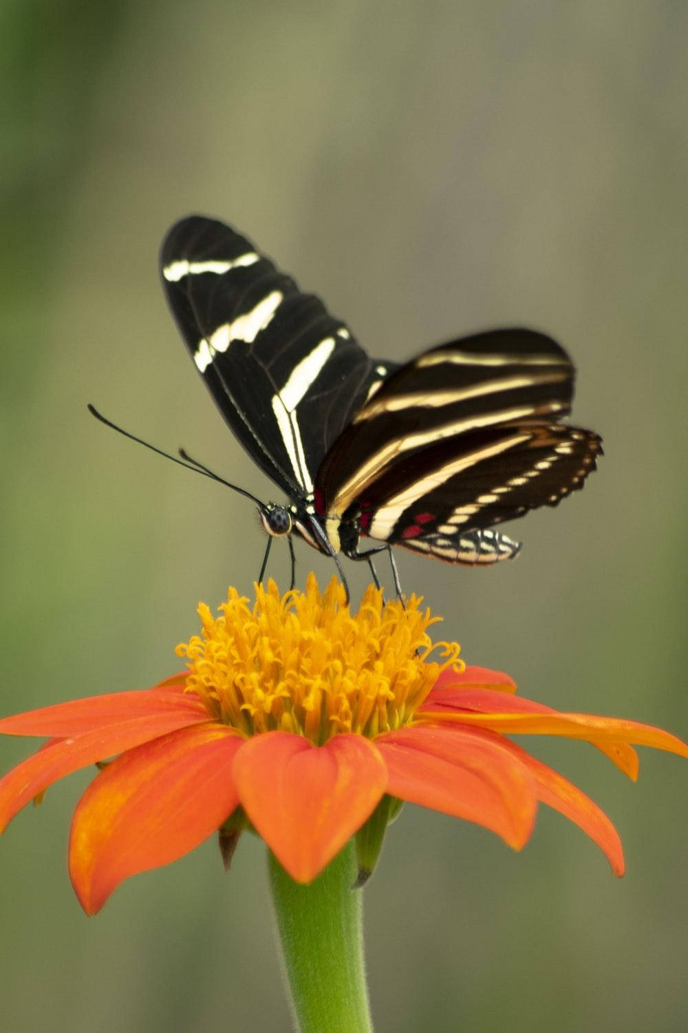 black and white striped zebra longwing butterfly, vibrant orange zinnia flower, yellow center, HD Phone Wallpaper