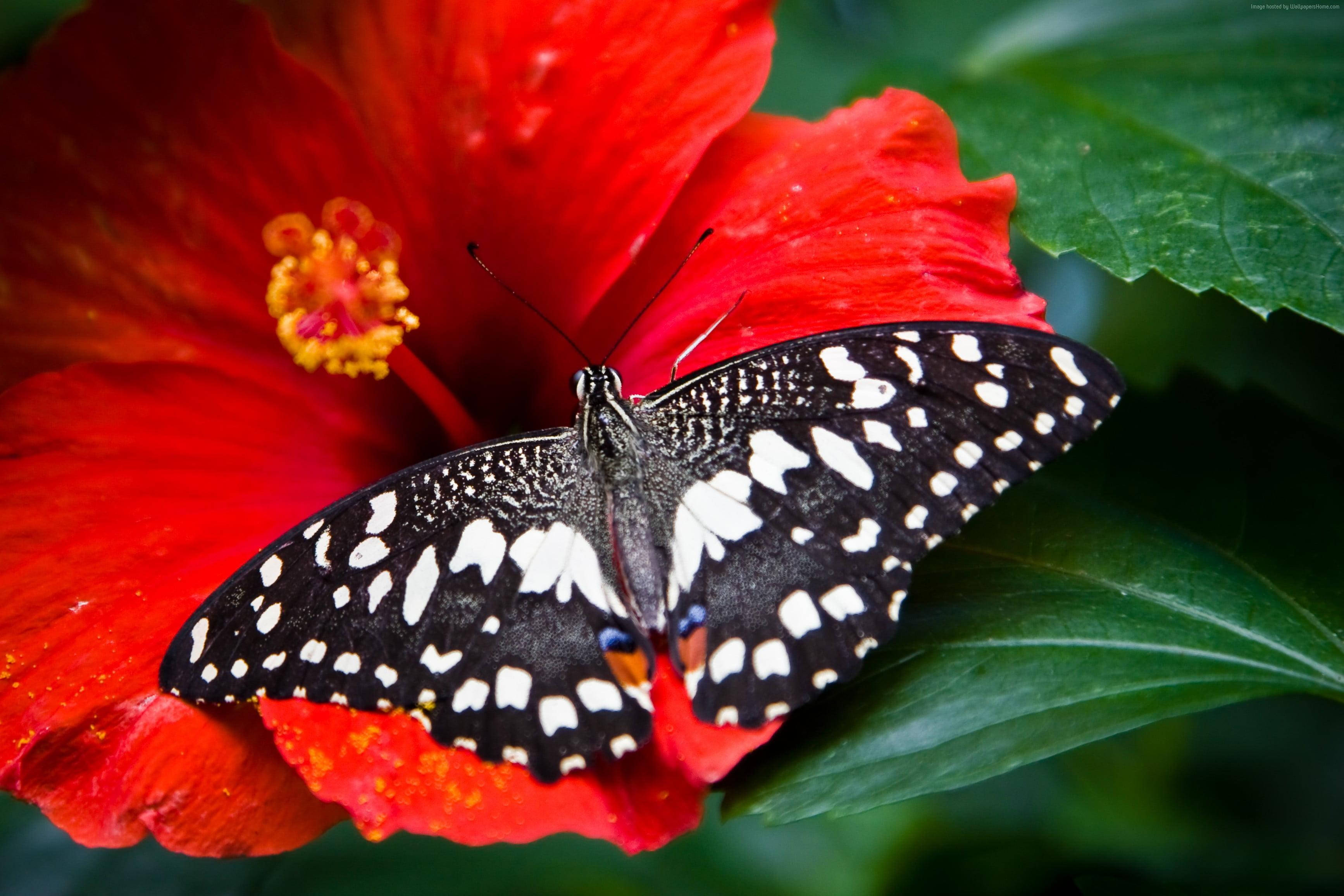 Black Butterfly, Red Hibiscus Flower, Blue Accents, 2K Desktop Wallpaper